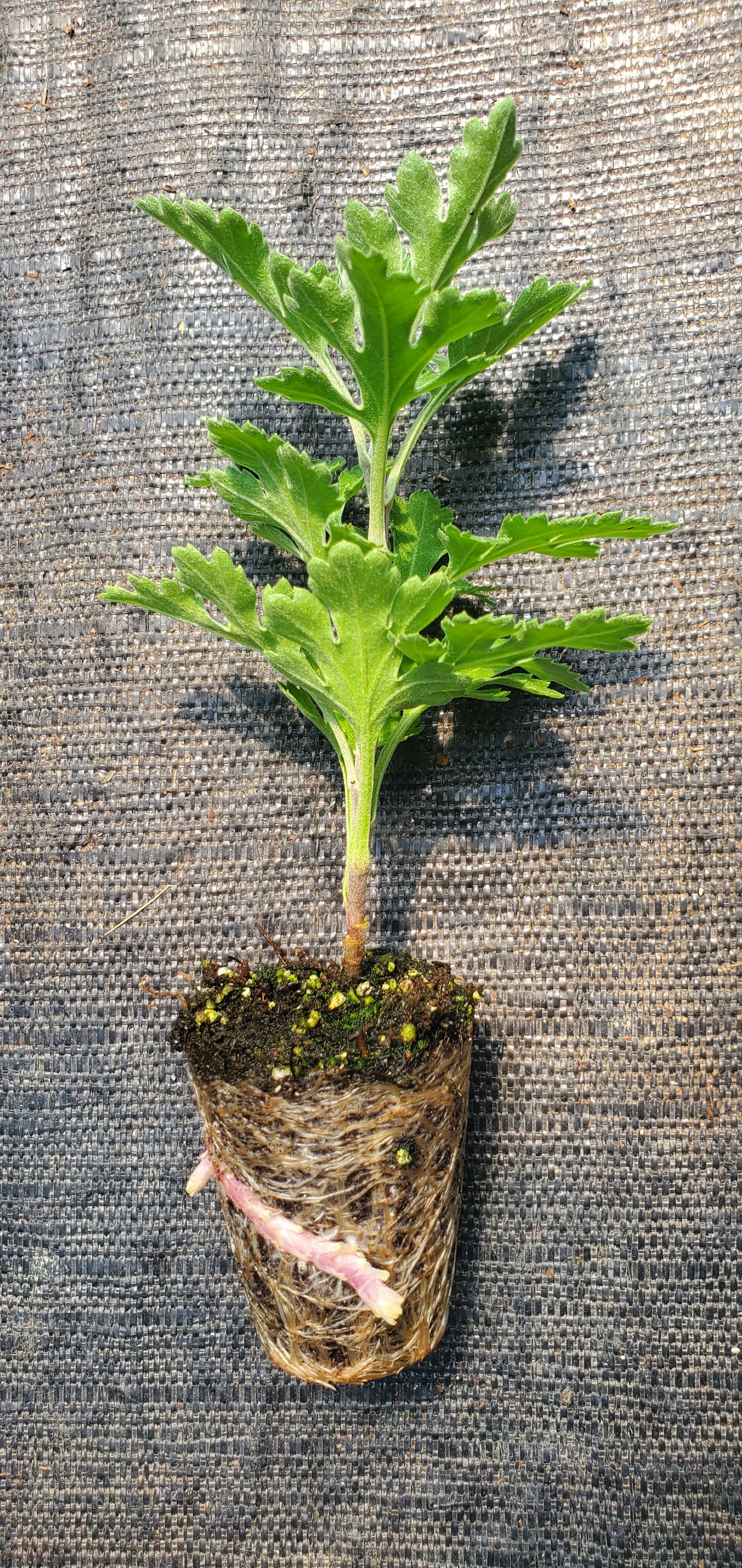 Mei Kyo Chrysanthemum - Image 2