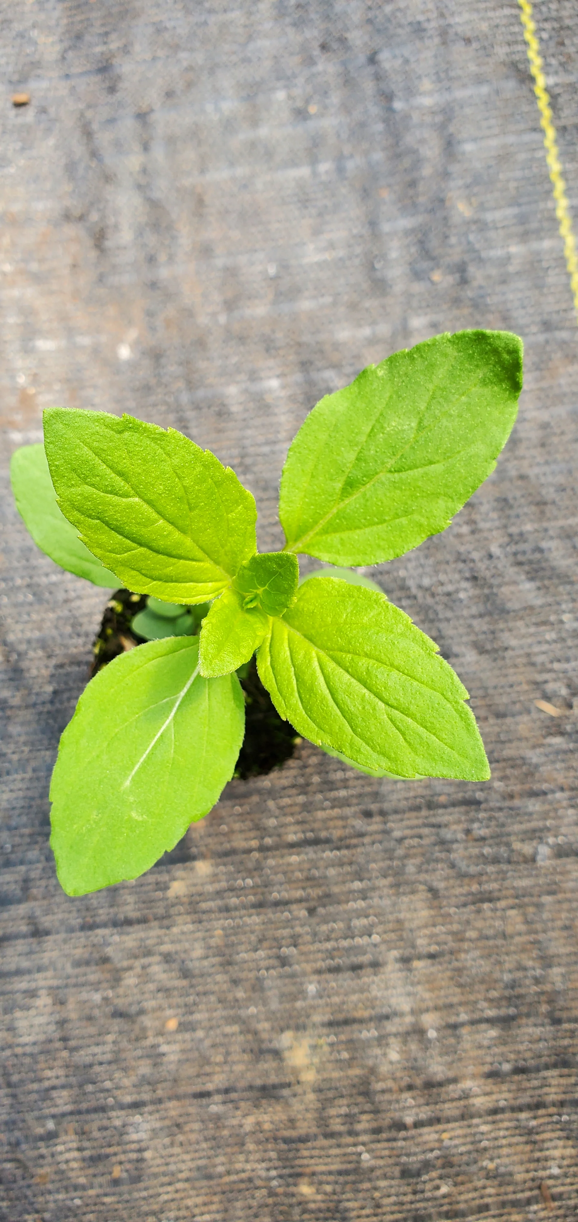 Mentha Arvensis