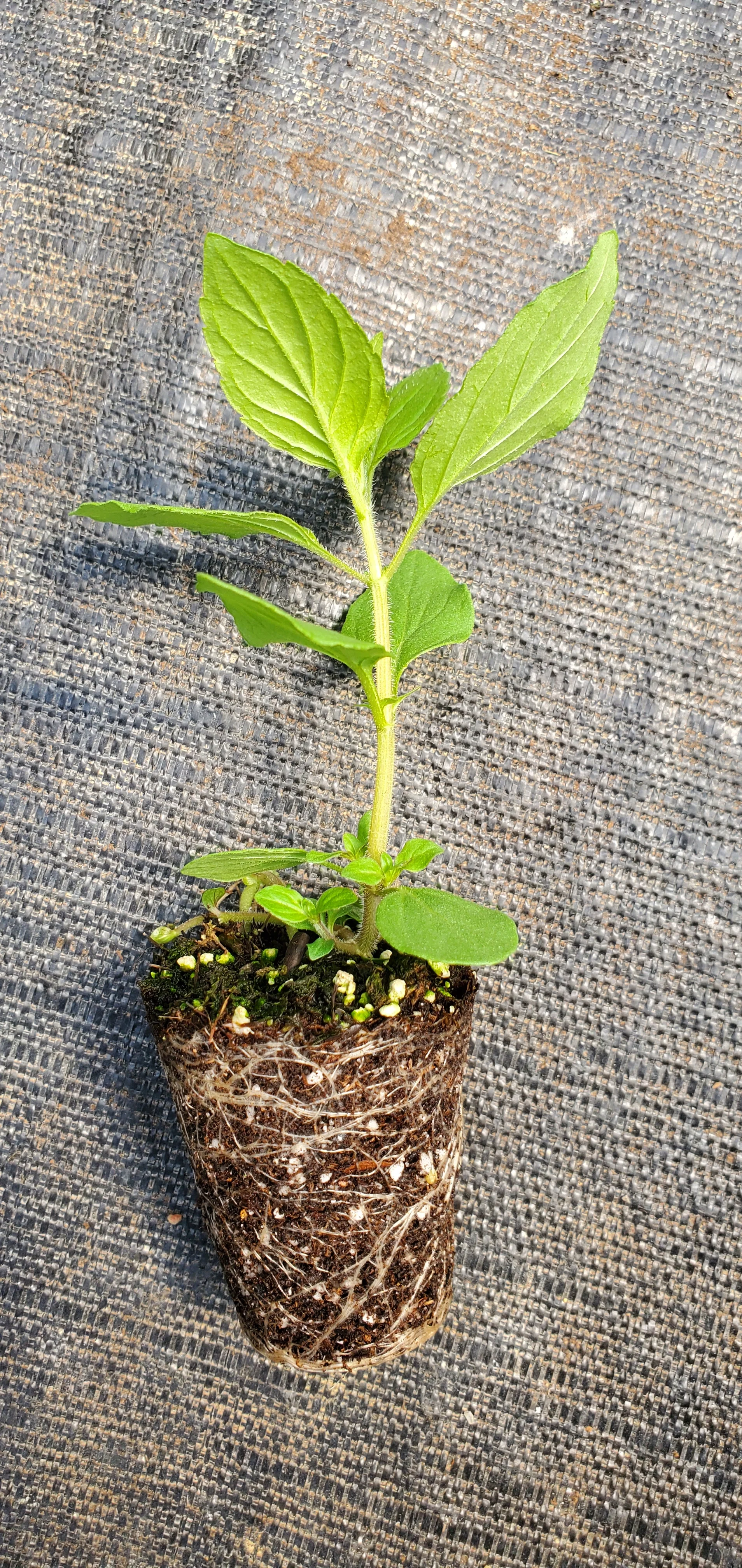 Mentha Arvensis - Image 2