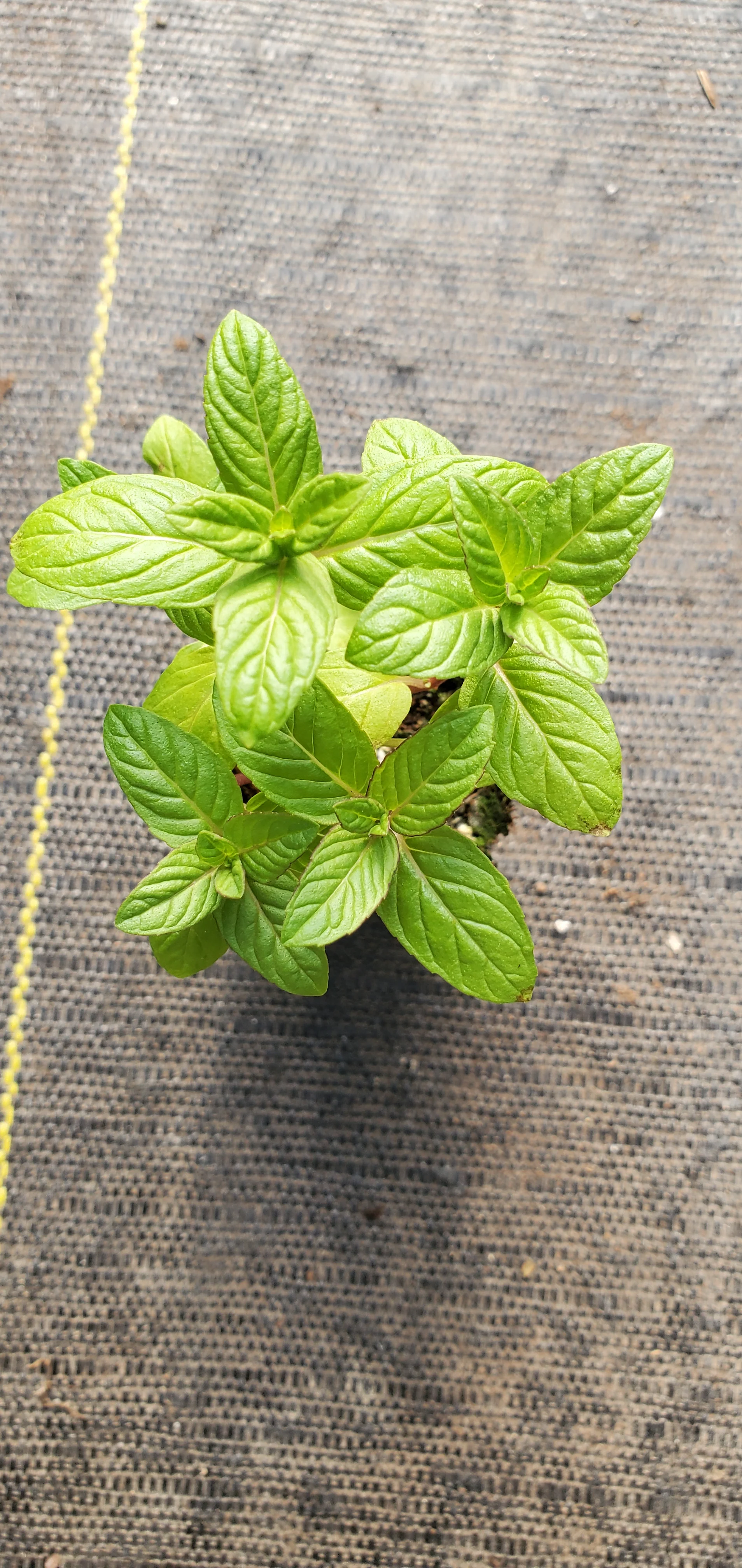 Mentha Longifolia