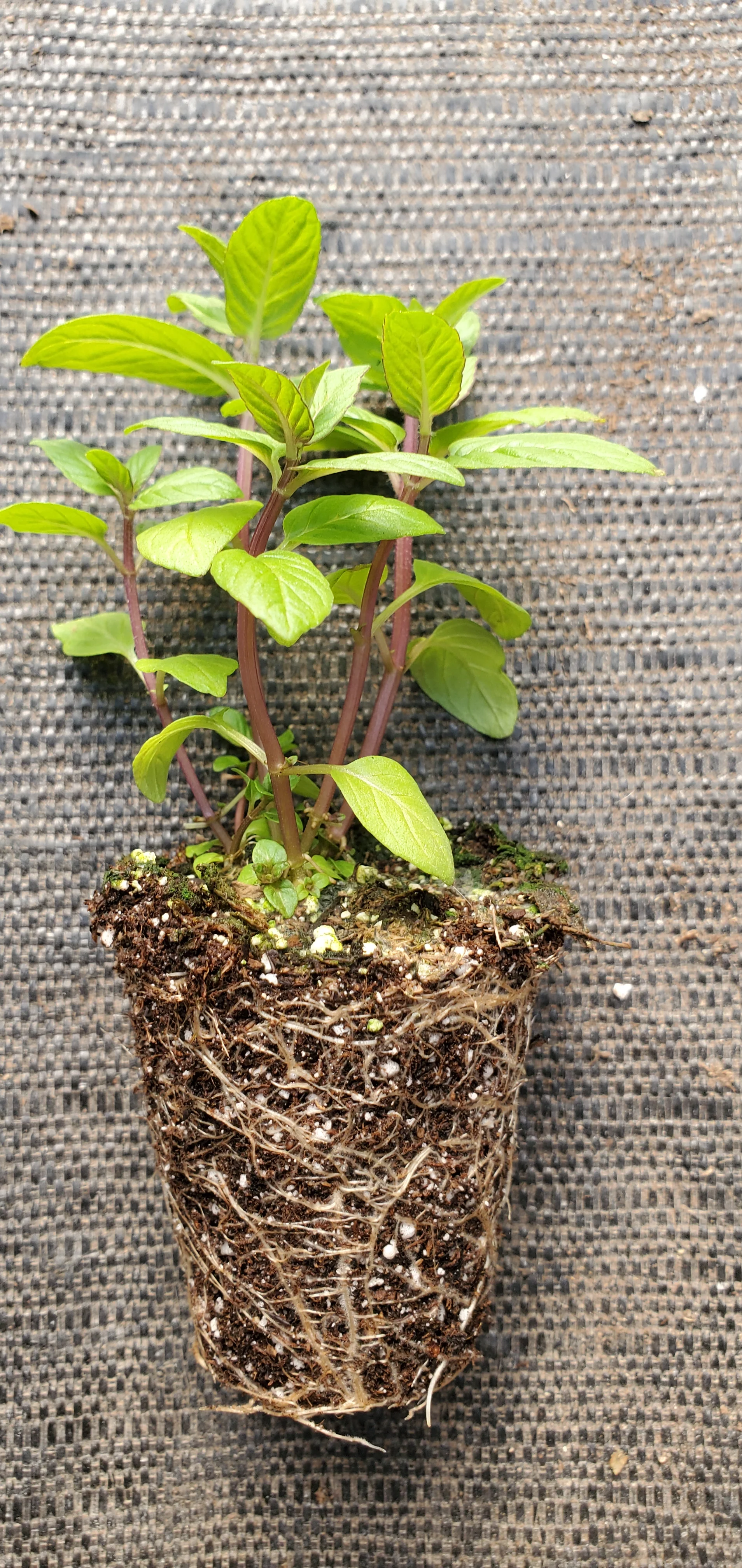Mentha Longifolia - Image 2