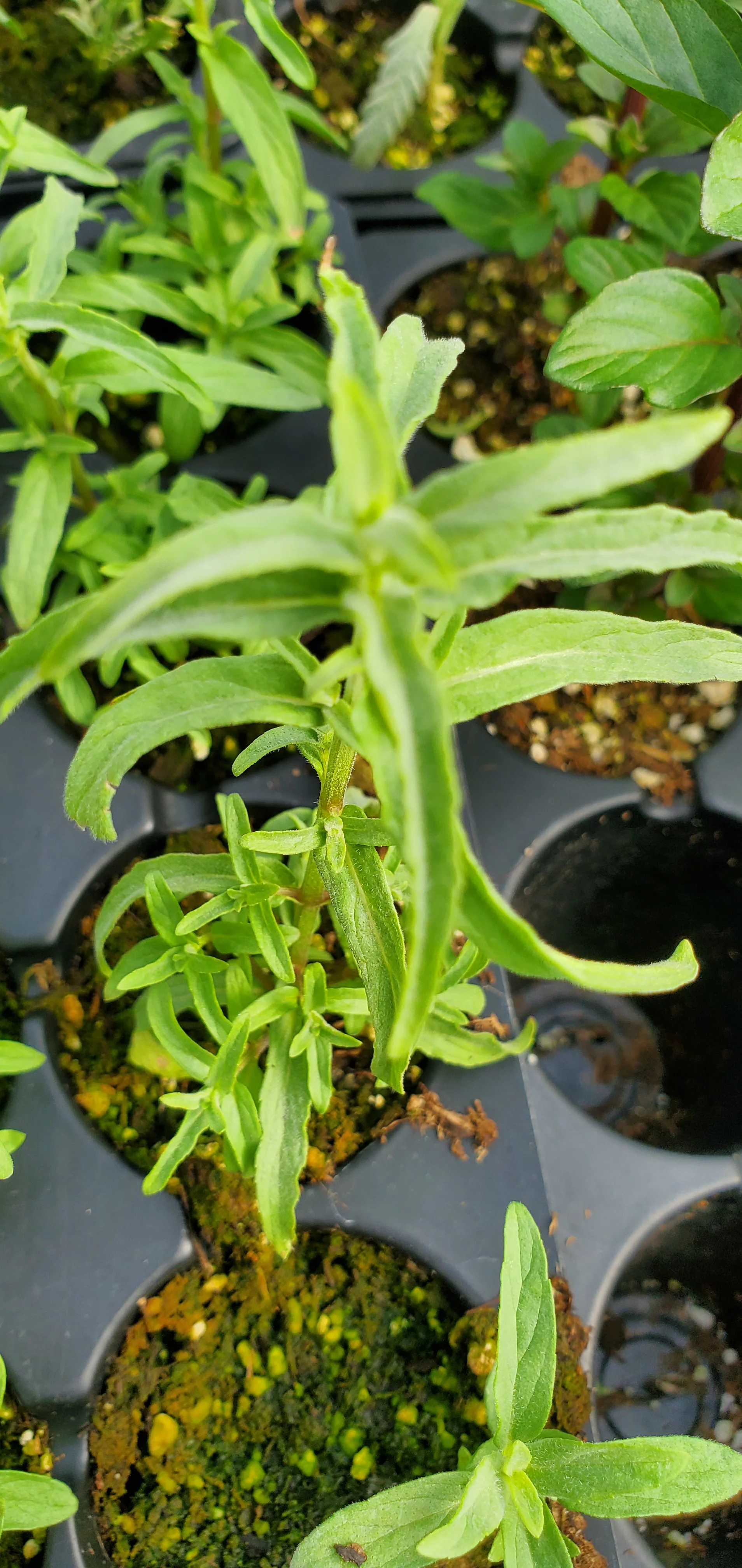 Mentha longifolia Habak - Image 2