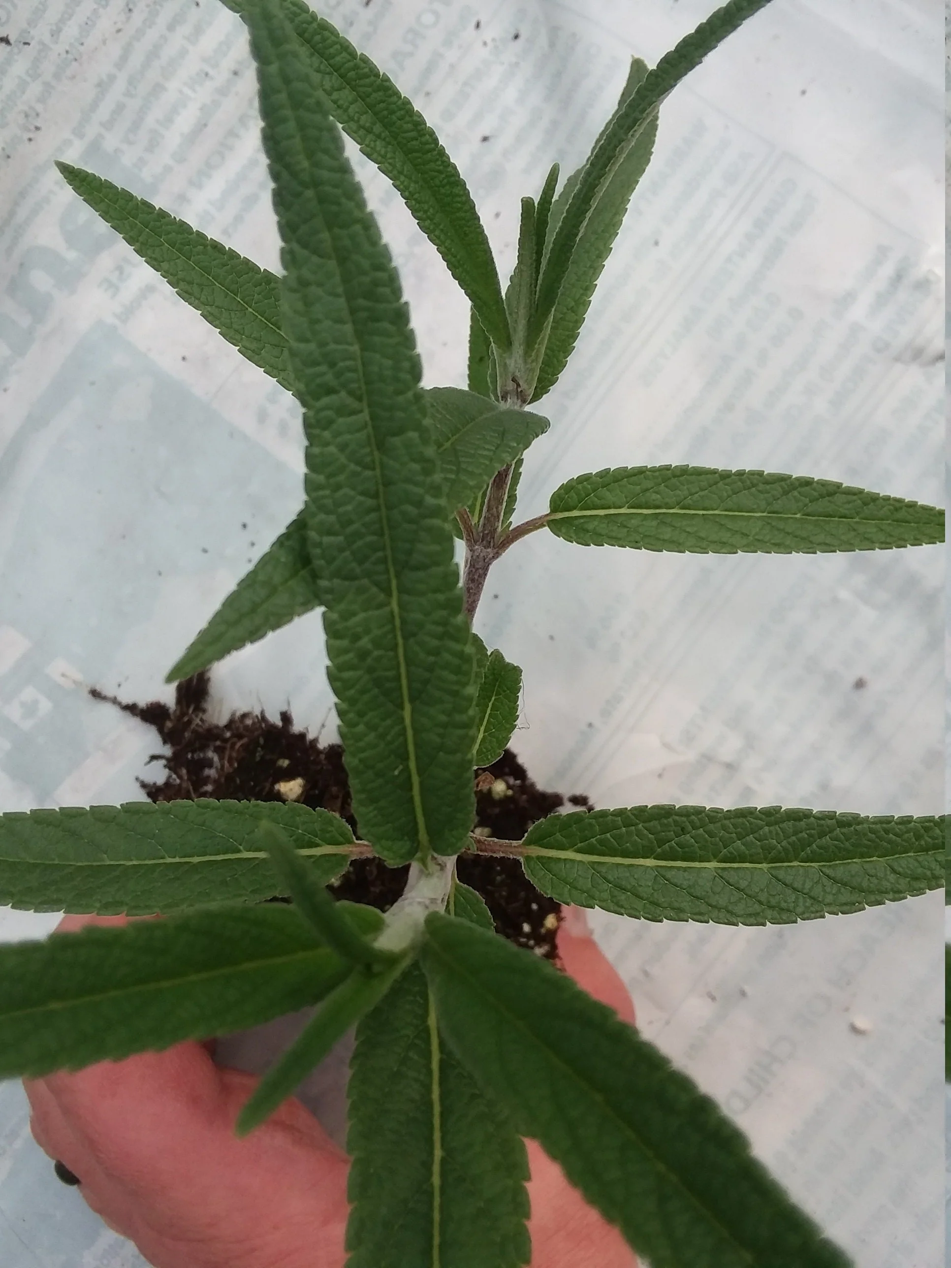 Mexican Sage