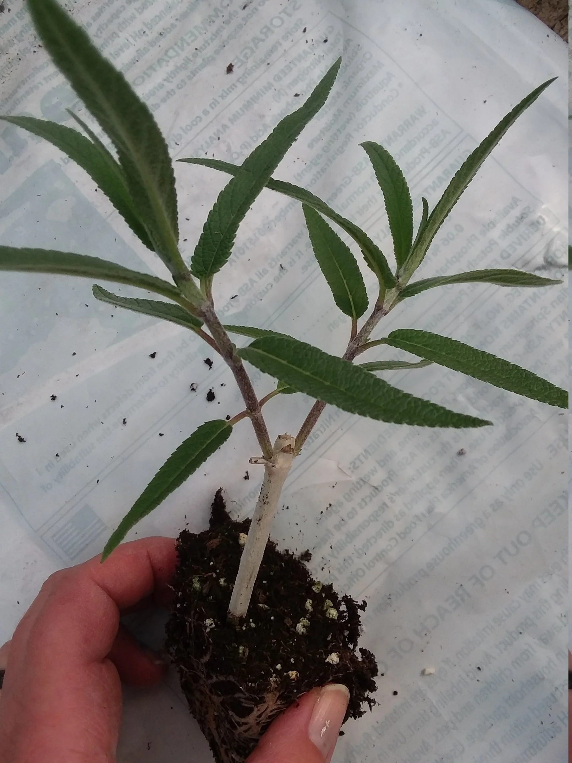 Mexican Sage - Image 2