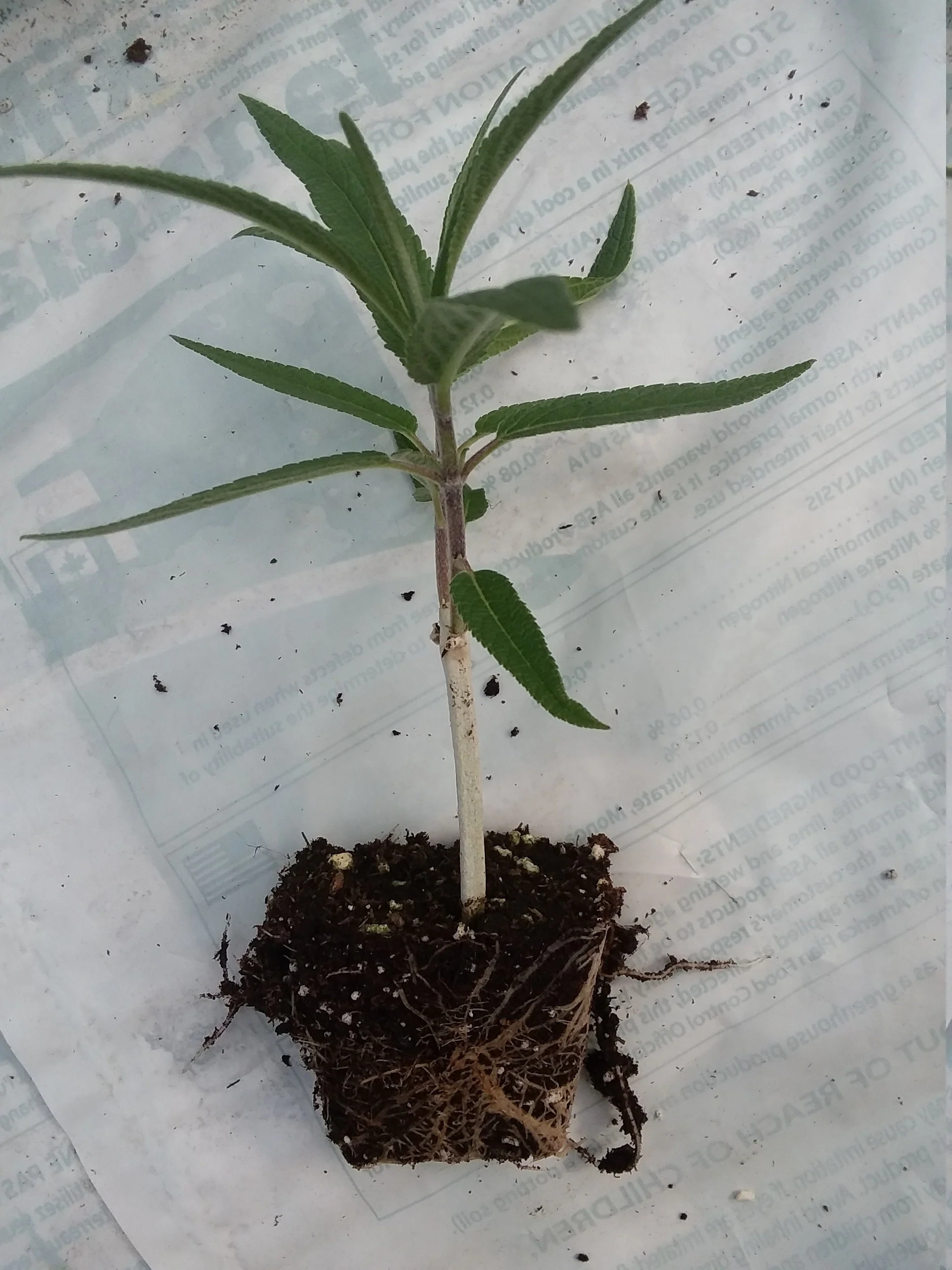 Mexican Sage - Image 3