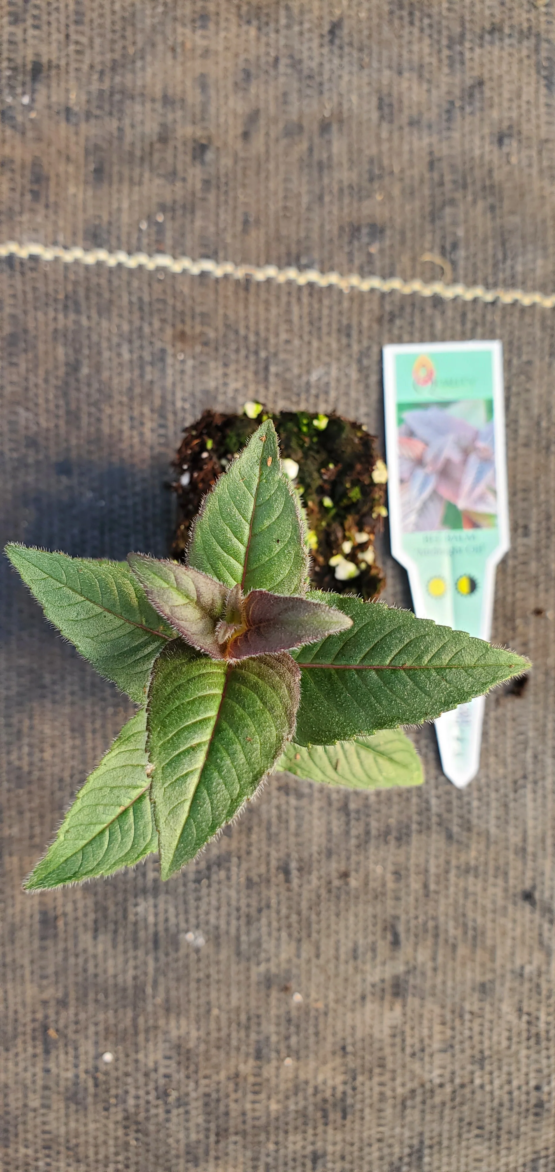 Midnight Oil Beebalm Monarda Bradburiana - Image 2
