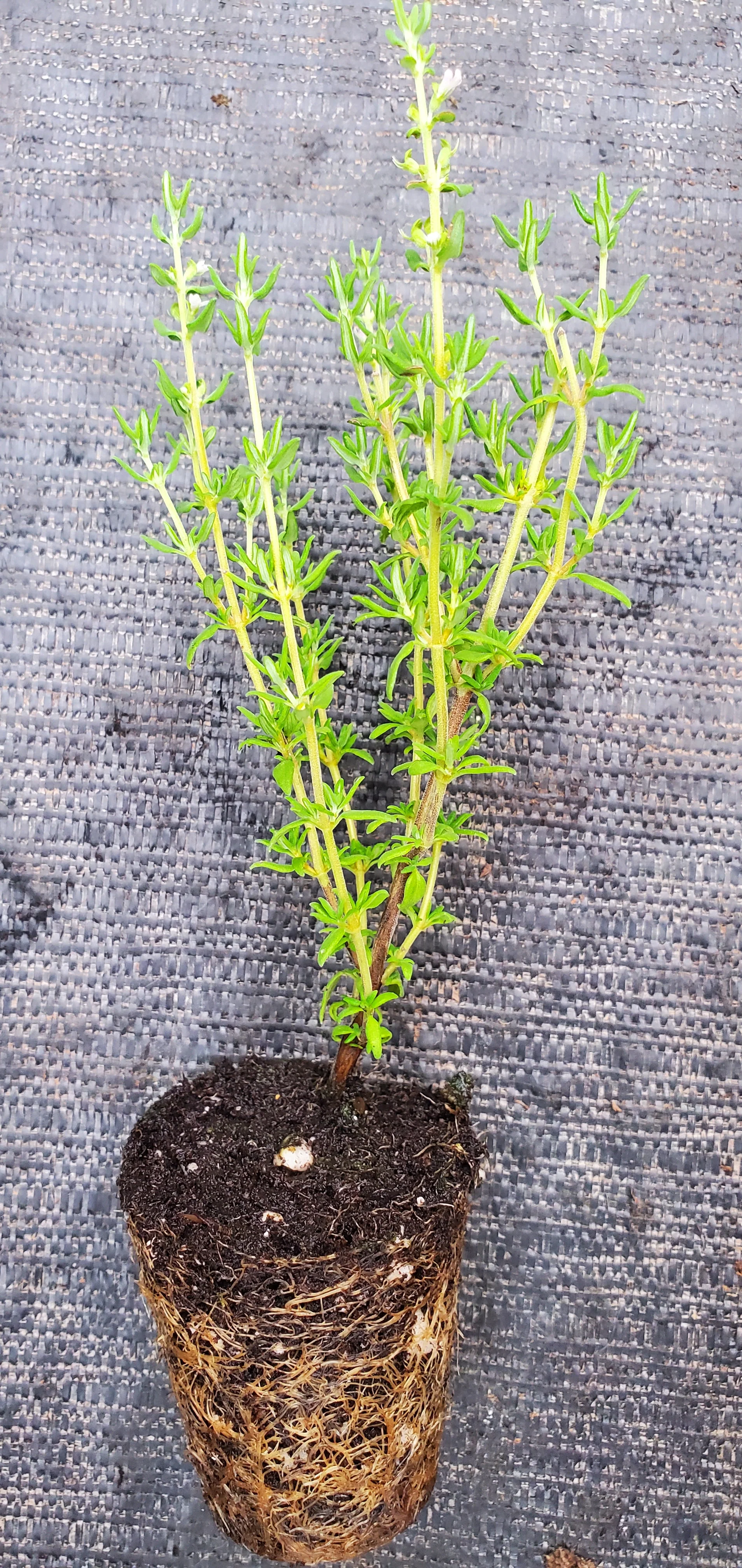 Miniature Narrow Leaf English Thyme plant - Image 2