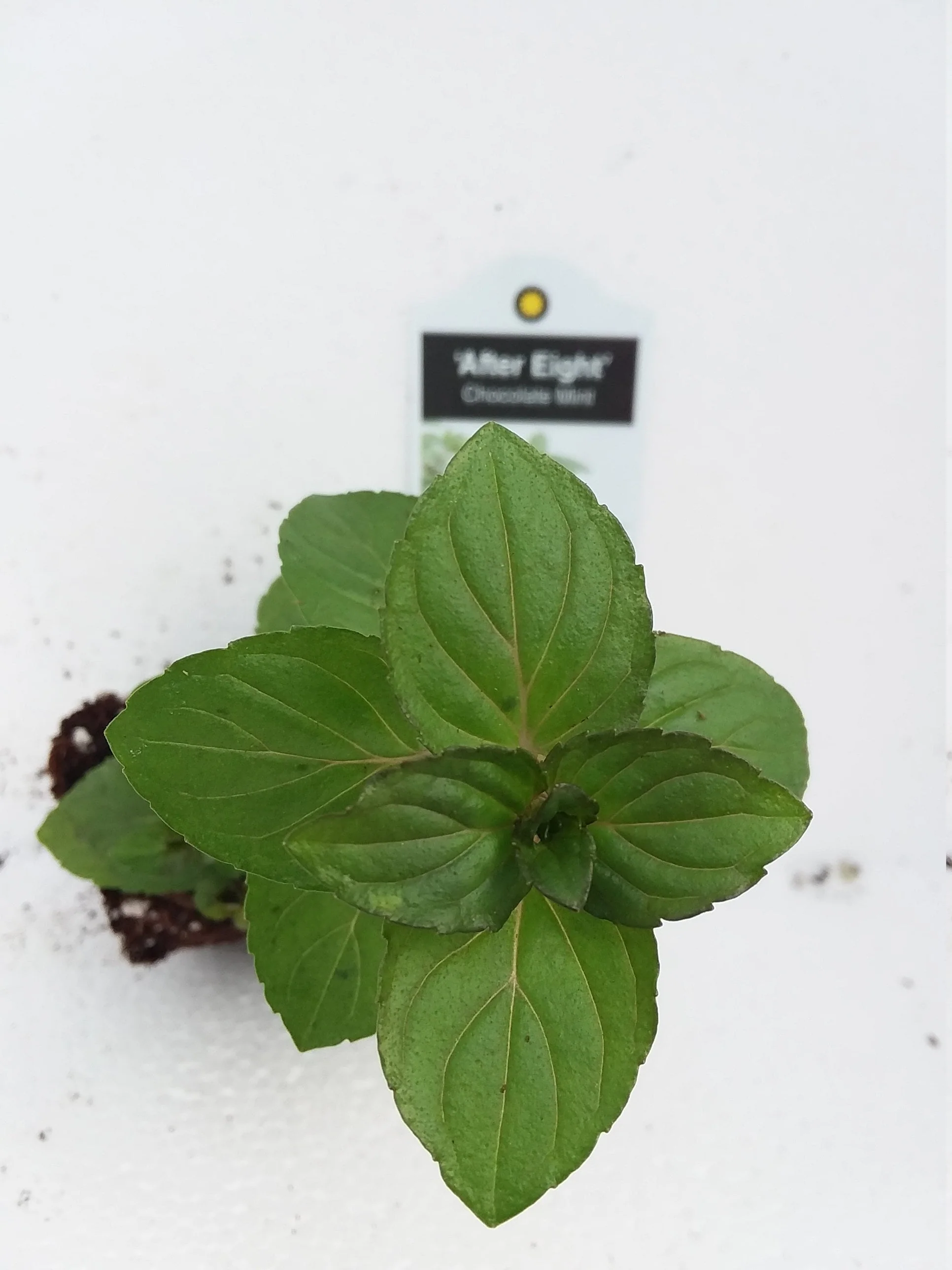 Mint 'After Eight' chocolate mint