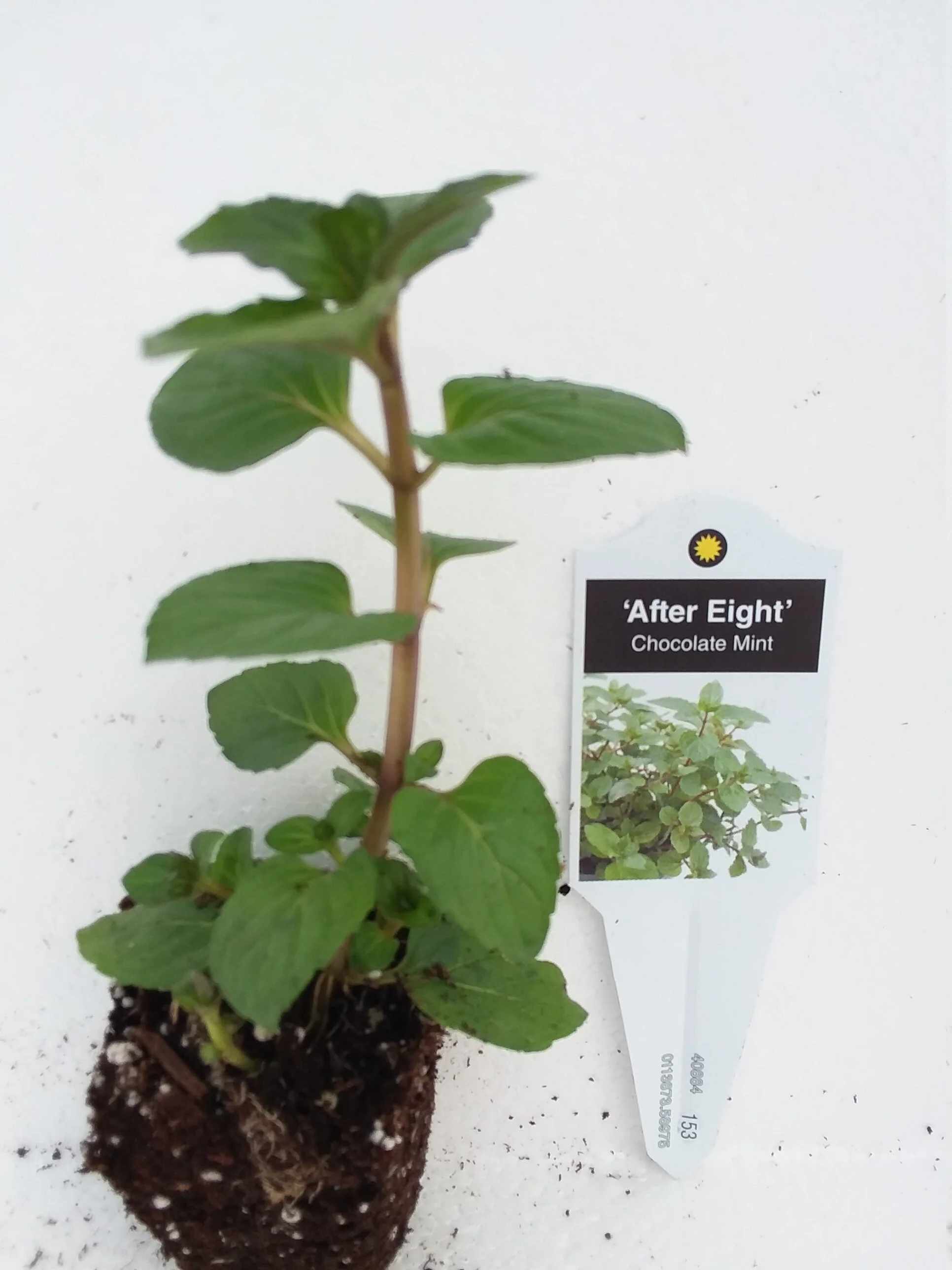Mint 'After Eight' chocolate mint - Image 3