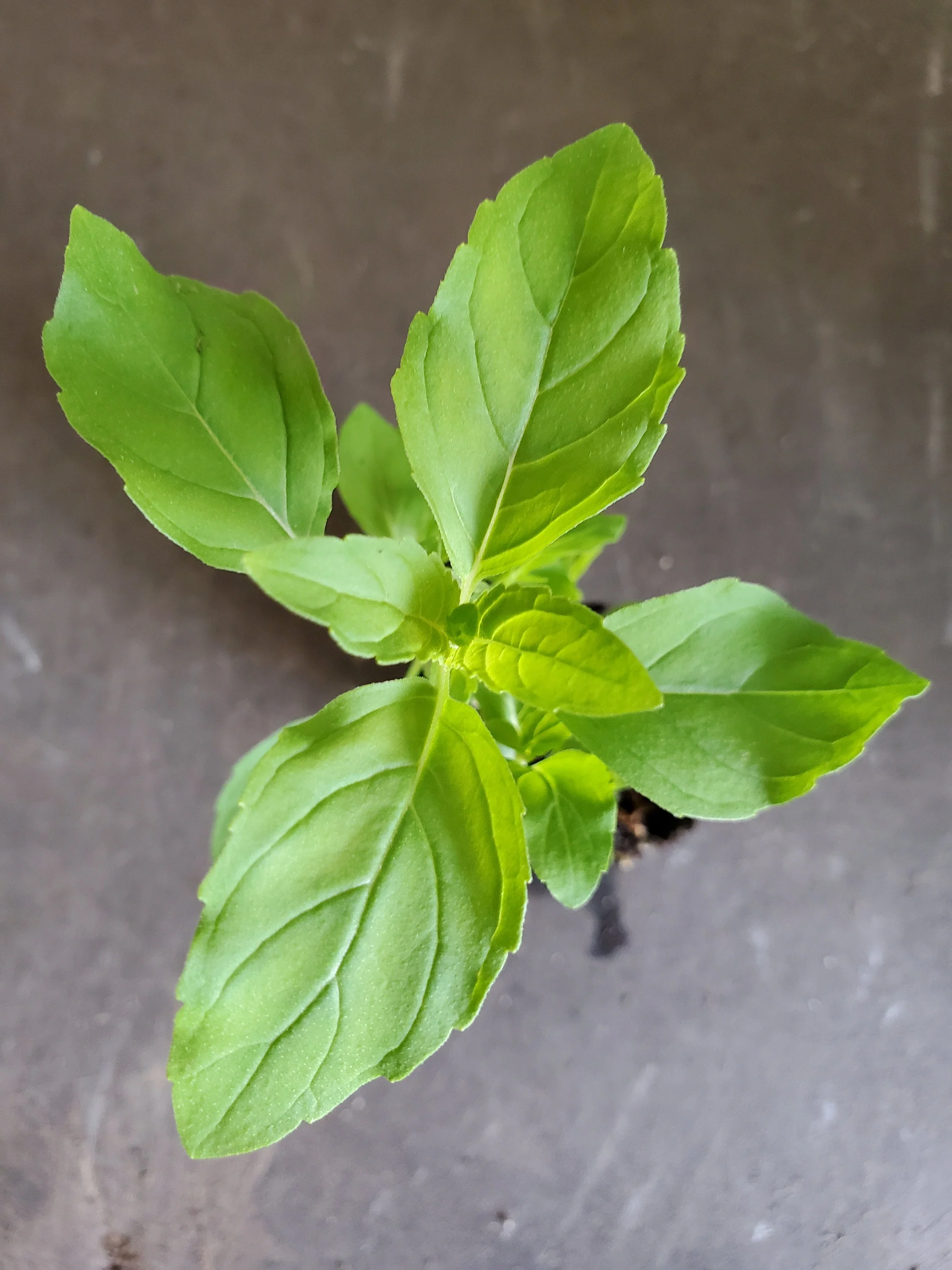 Mint Amsterdam Lemon
