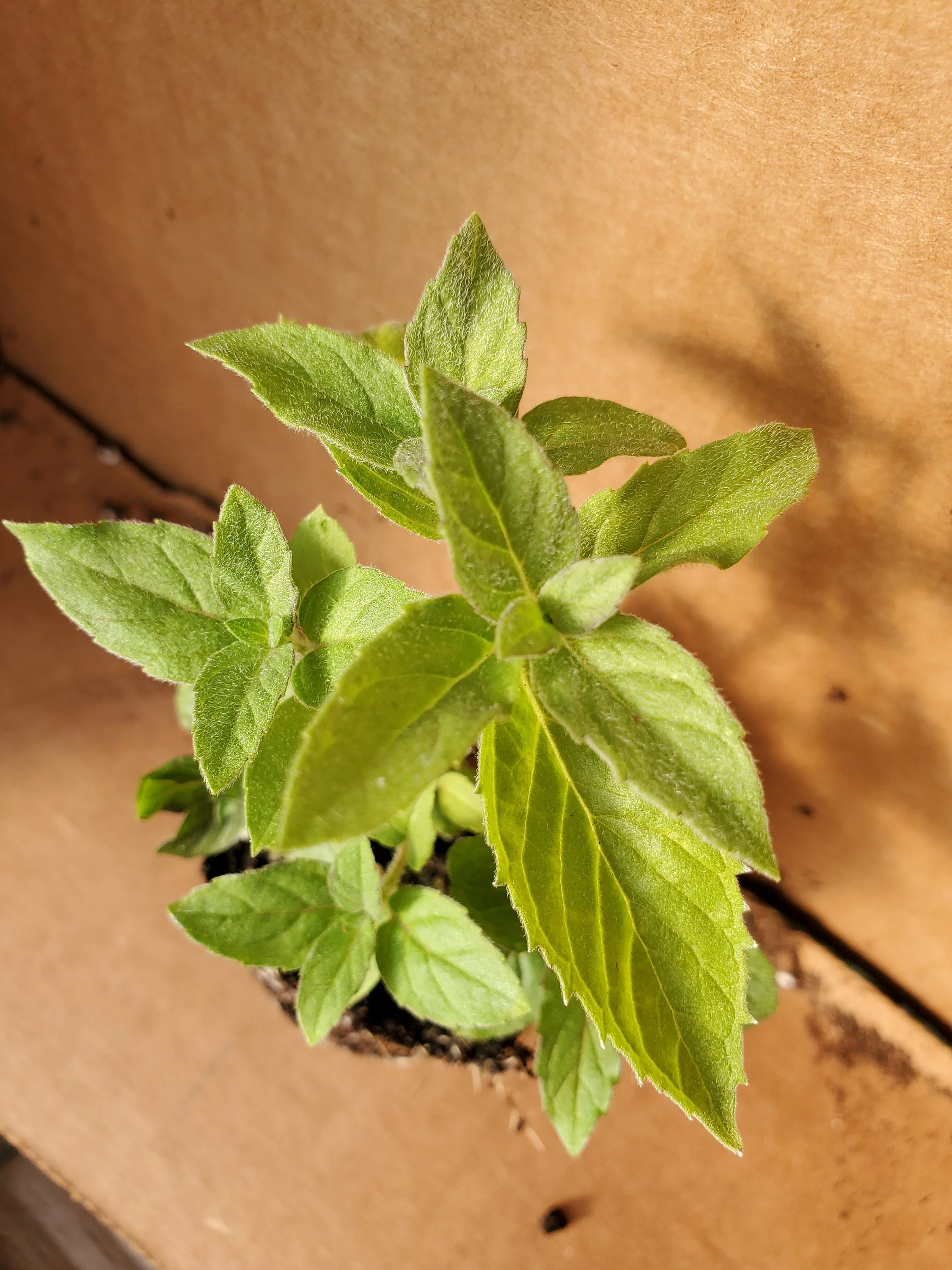 Mint Asian - Image 2