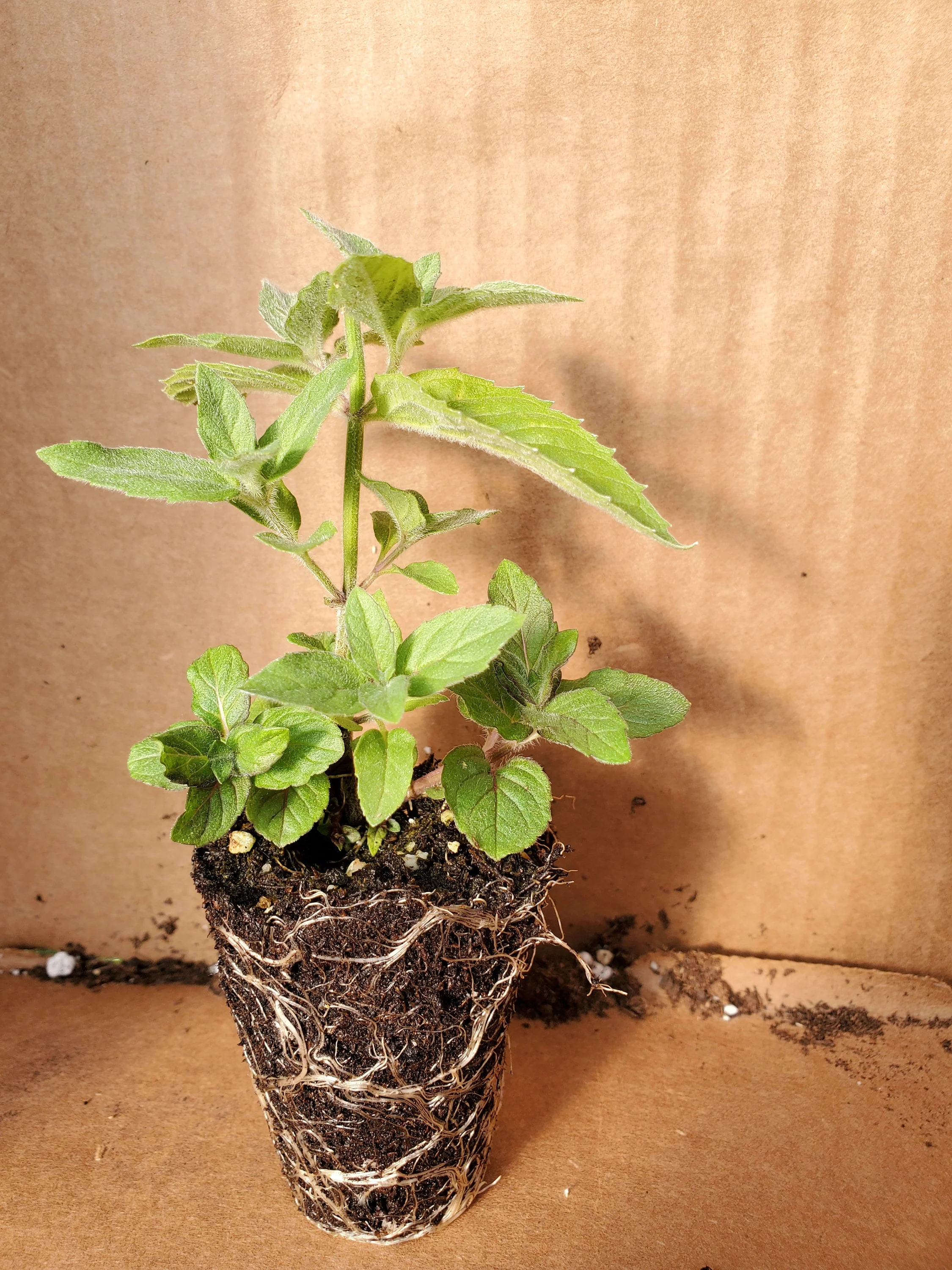 Mint Asian - Image 3