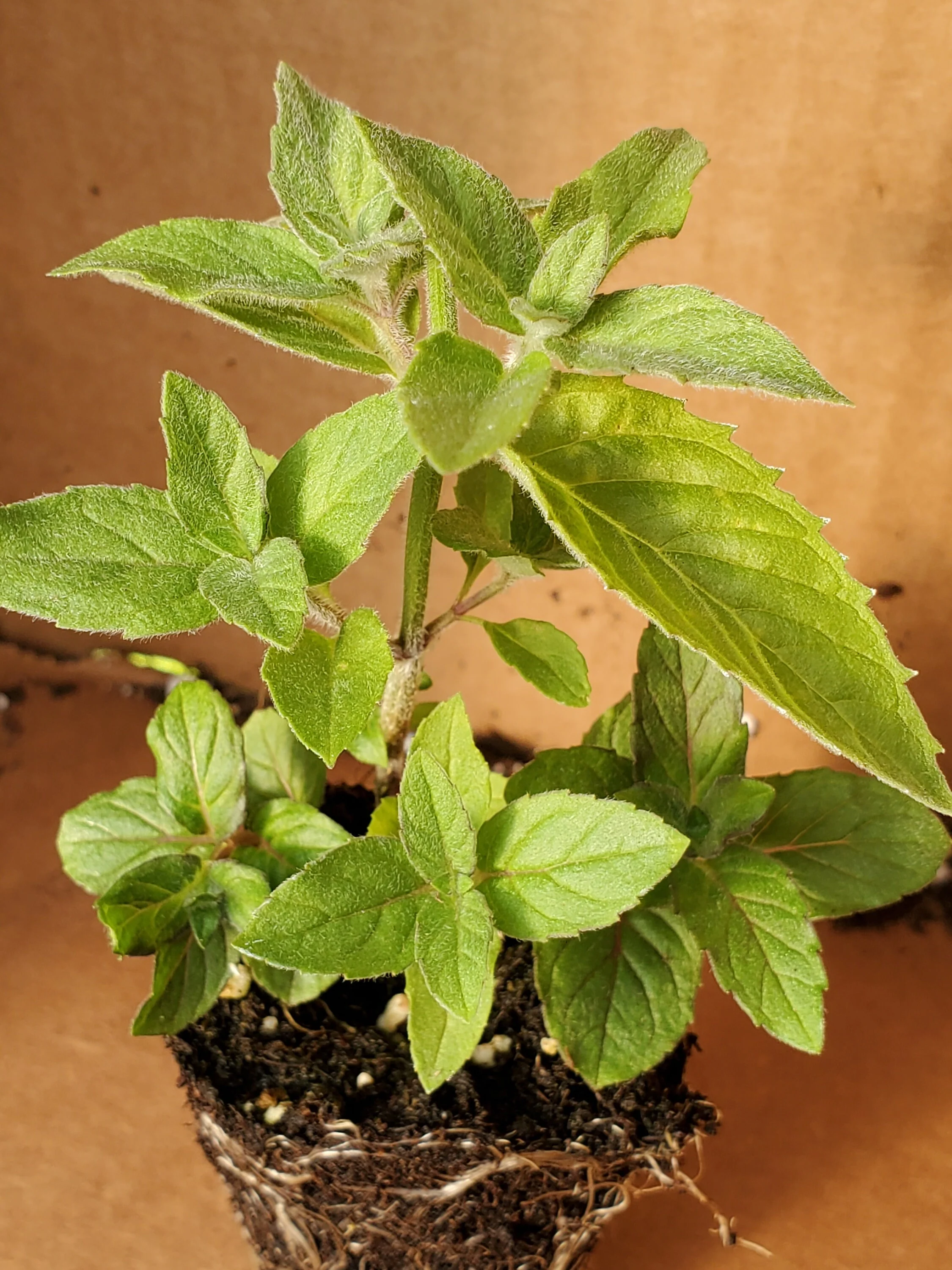 Mint Asian - Image 4