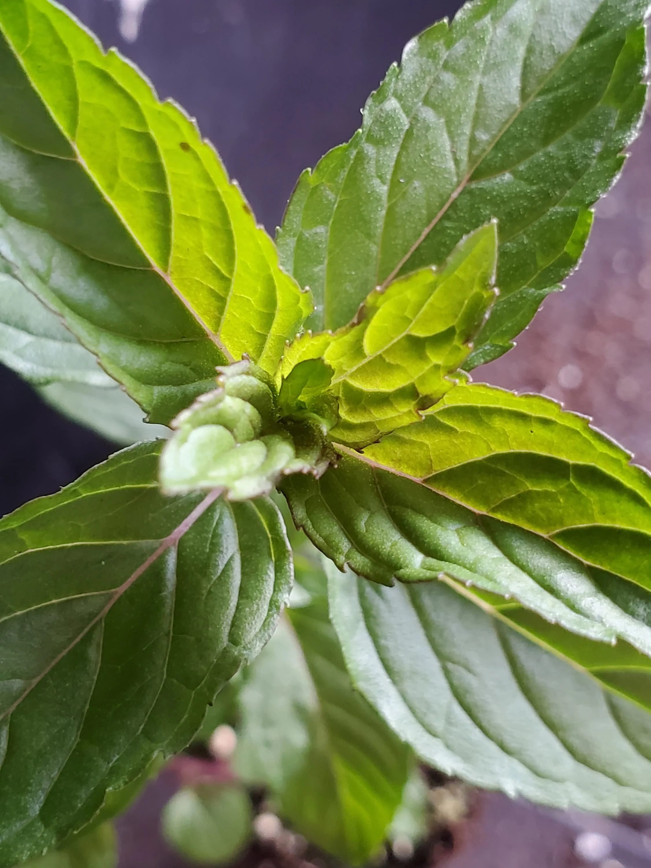 Mint Blue Balsam