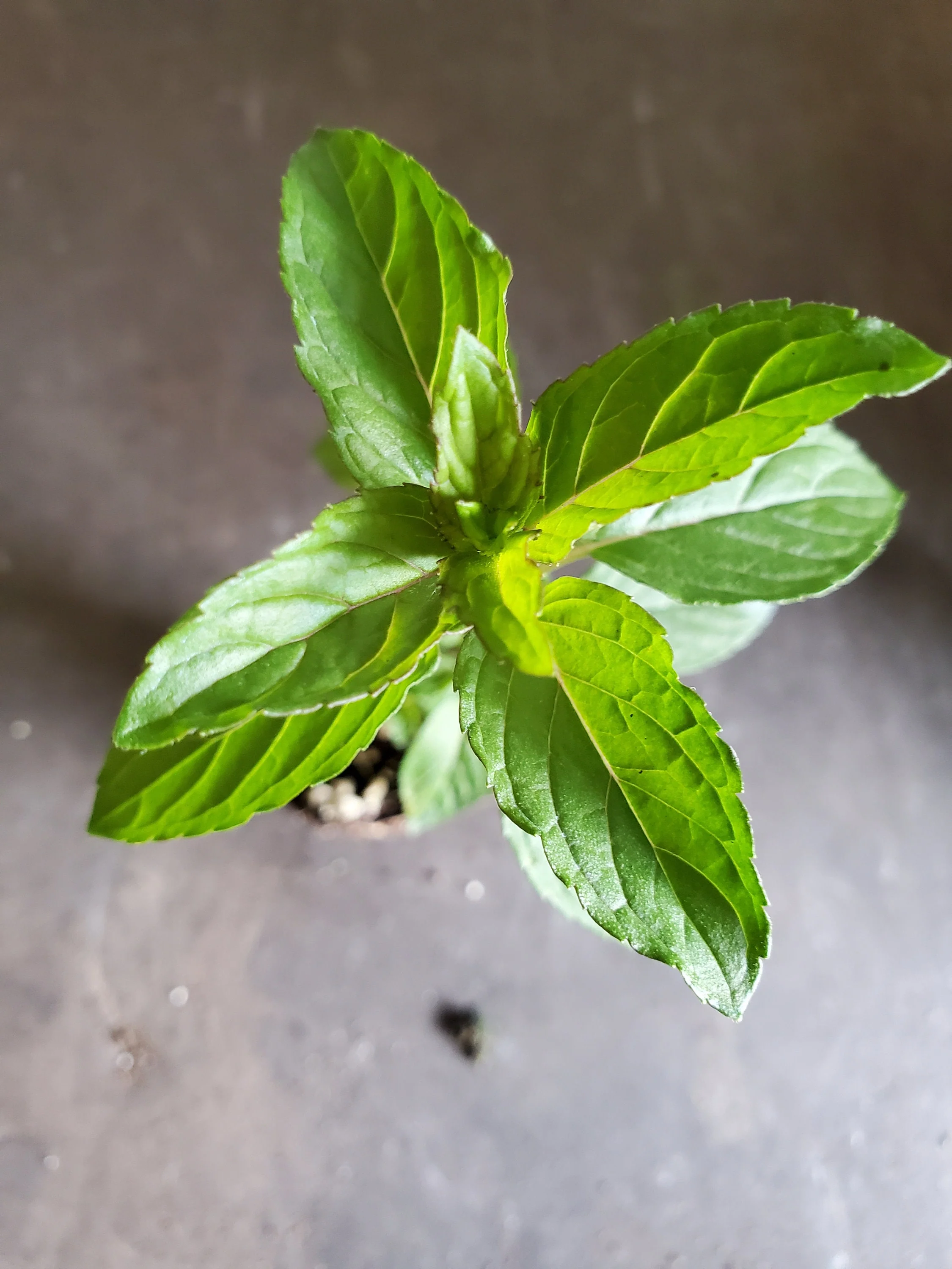 Mint Blue Balsam - Image 2