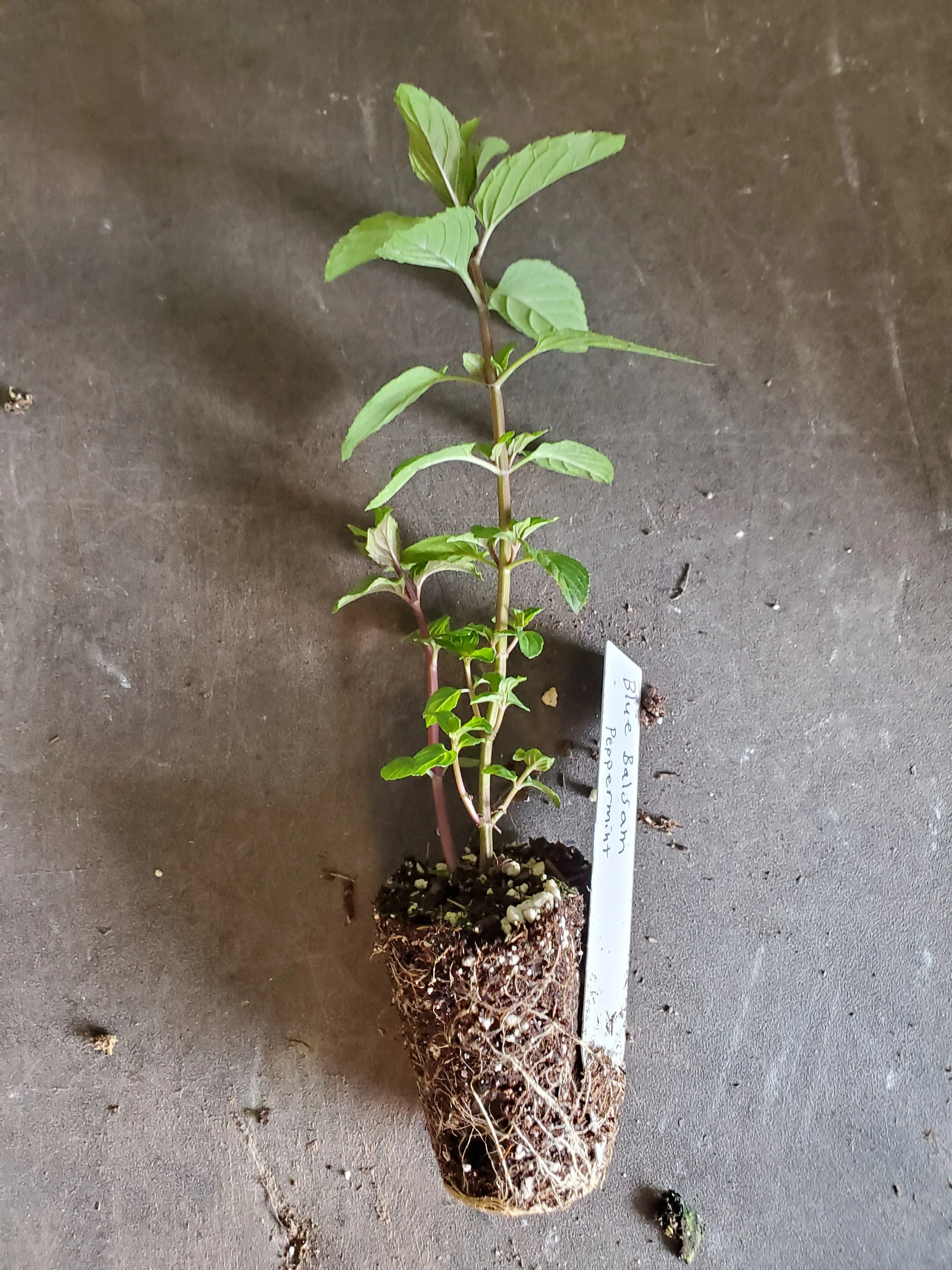Mint Blue Balsam - Image 3