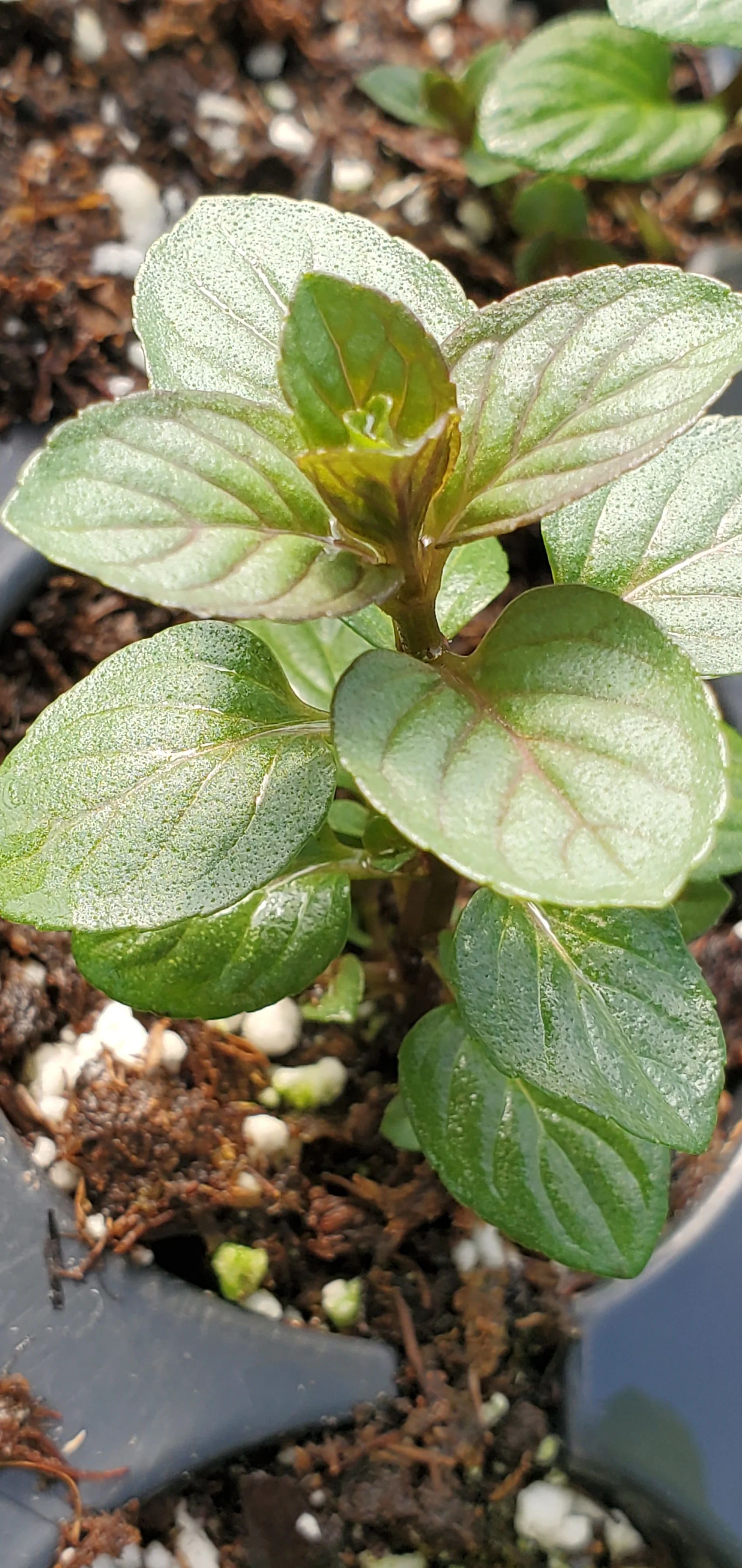Mint Candy Peppermint