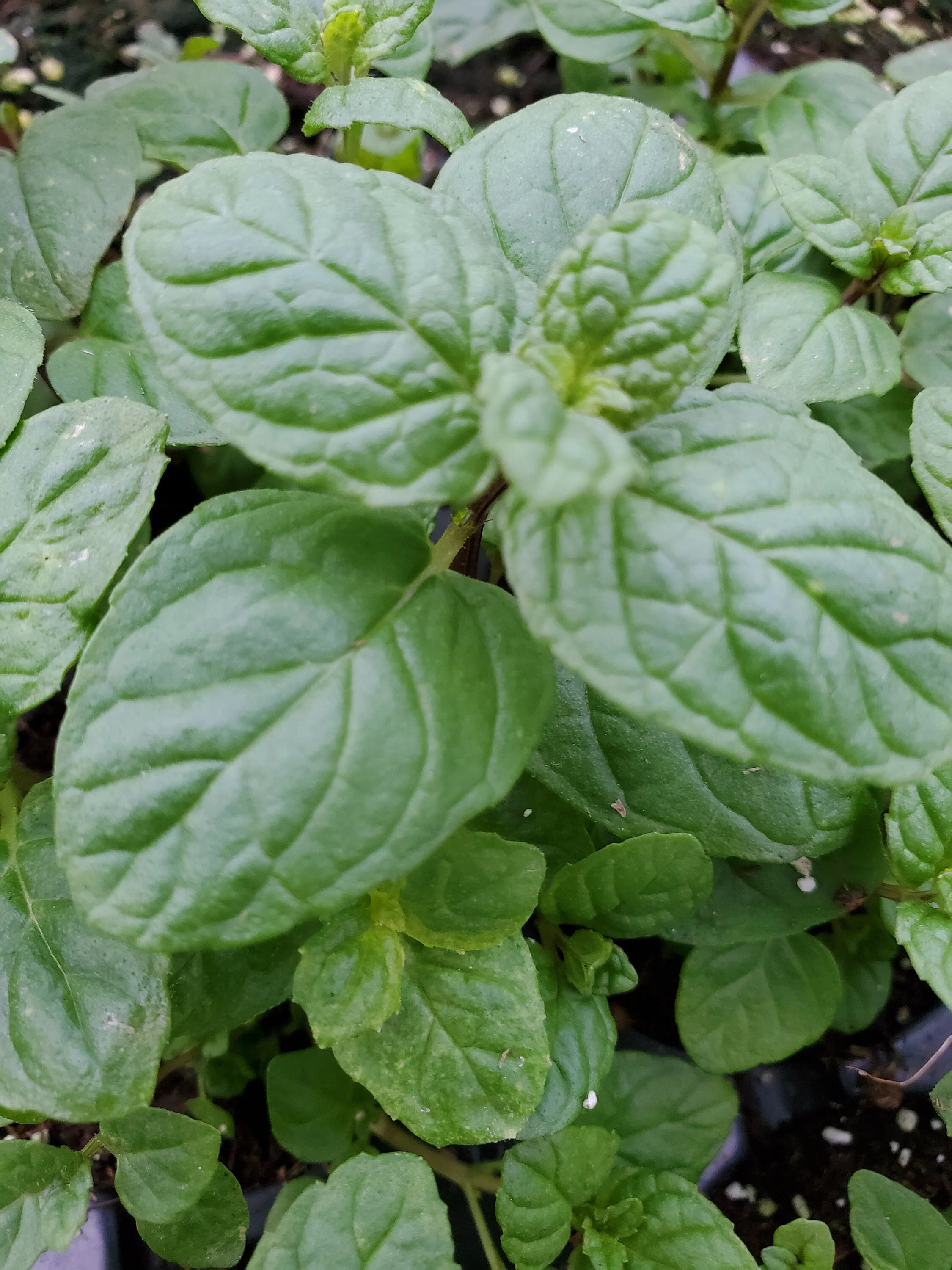 Mint Chinese mentha Haplocalyx