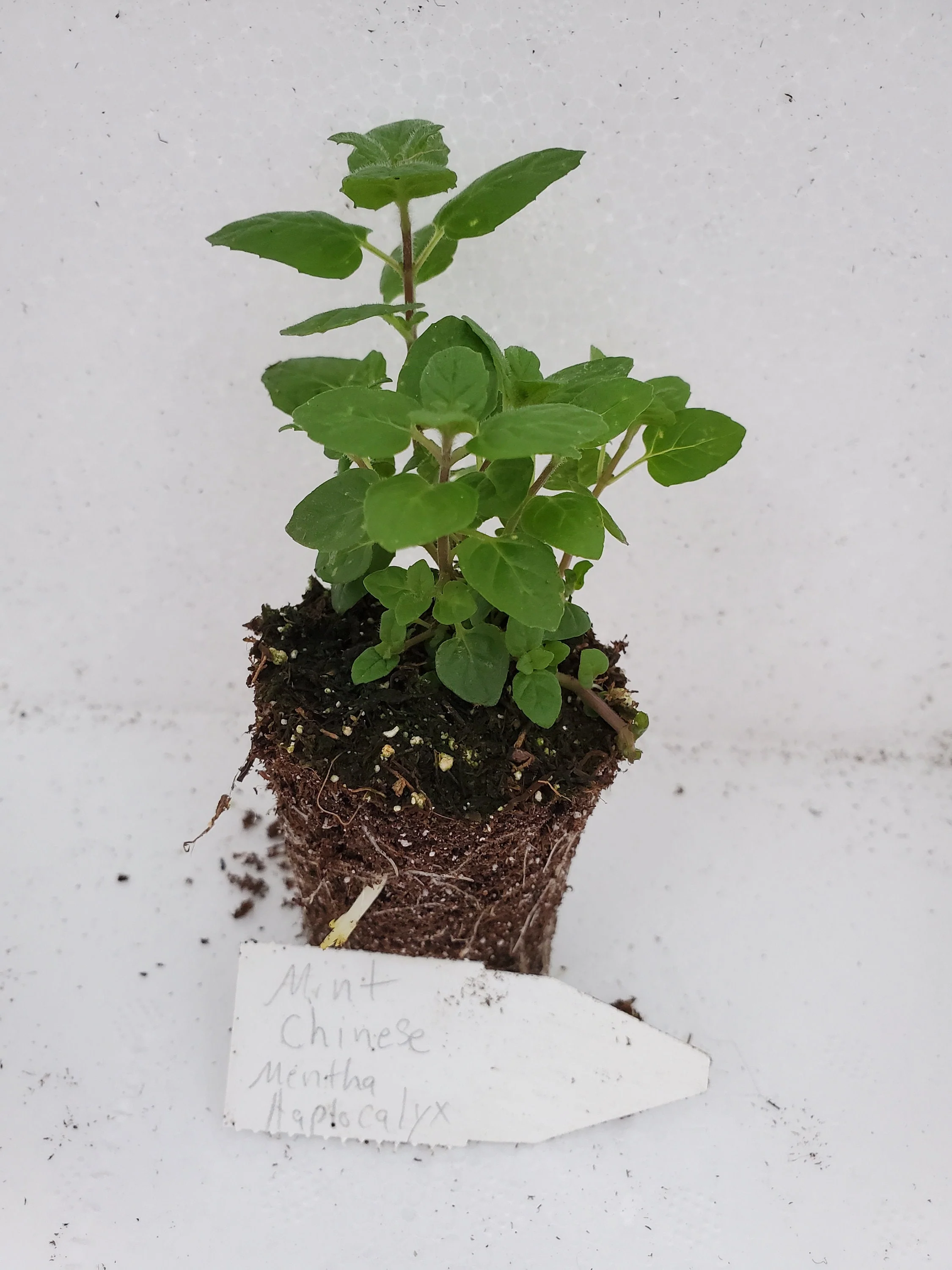 Mint Chinese mentha Haplocalyx - Image 2