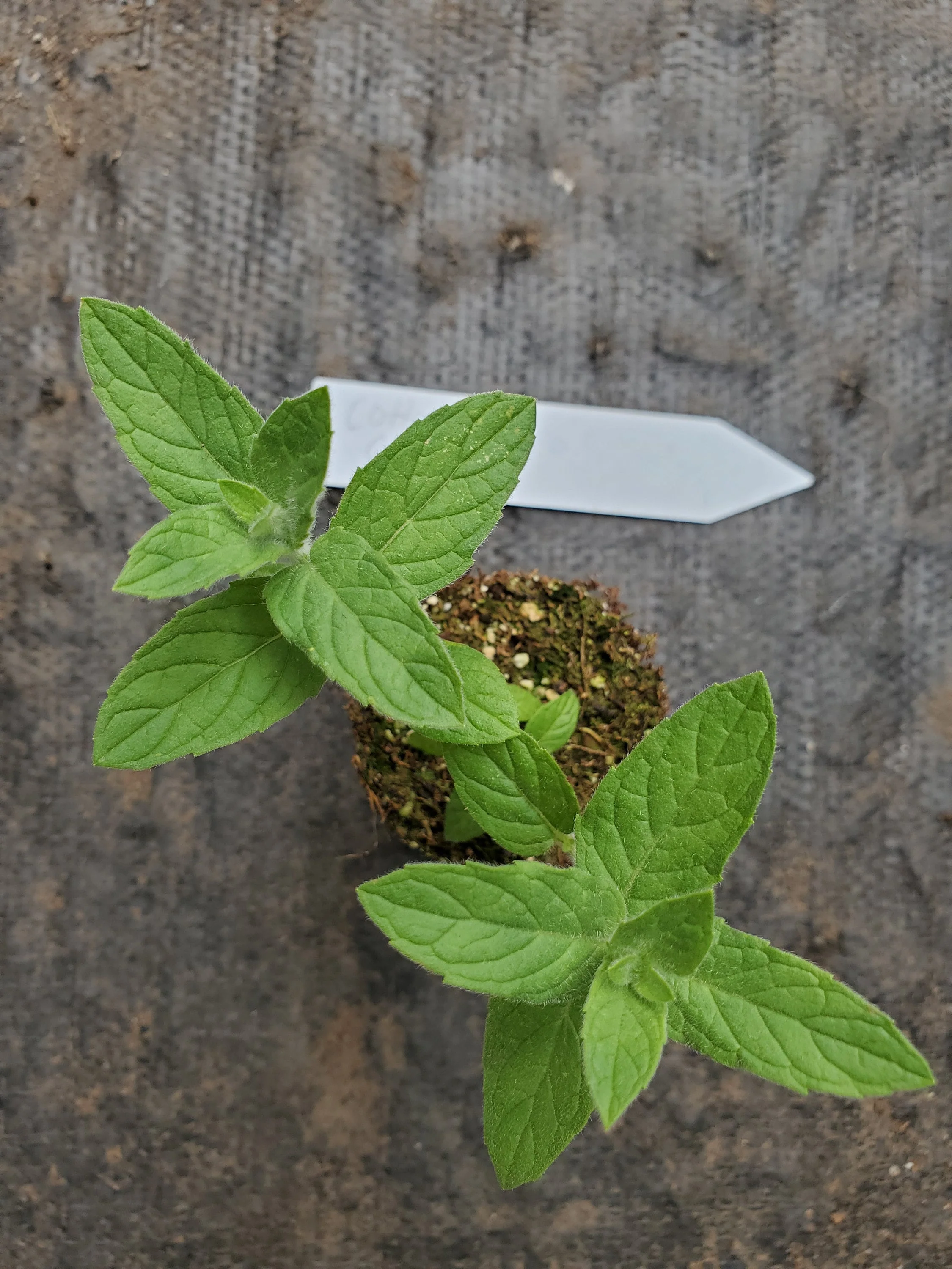 Mint SweetCotton