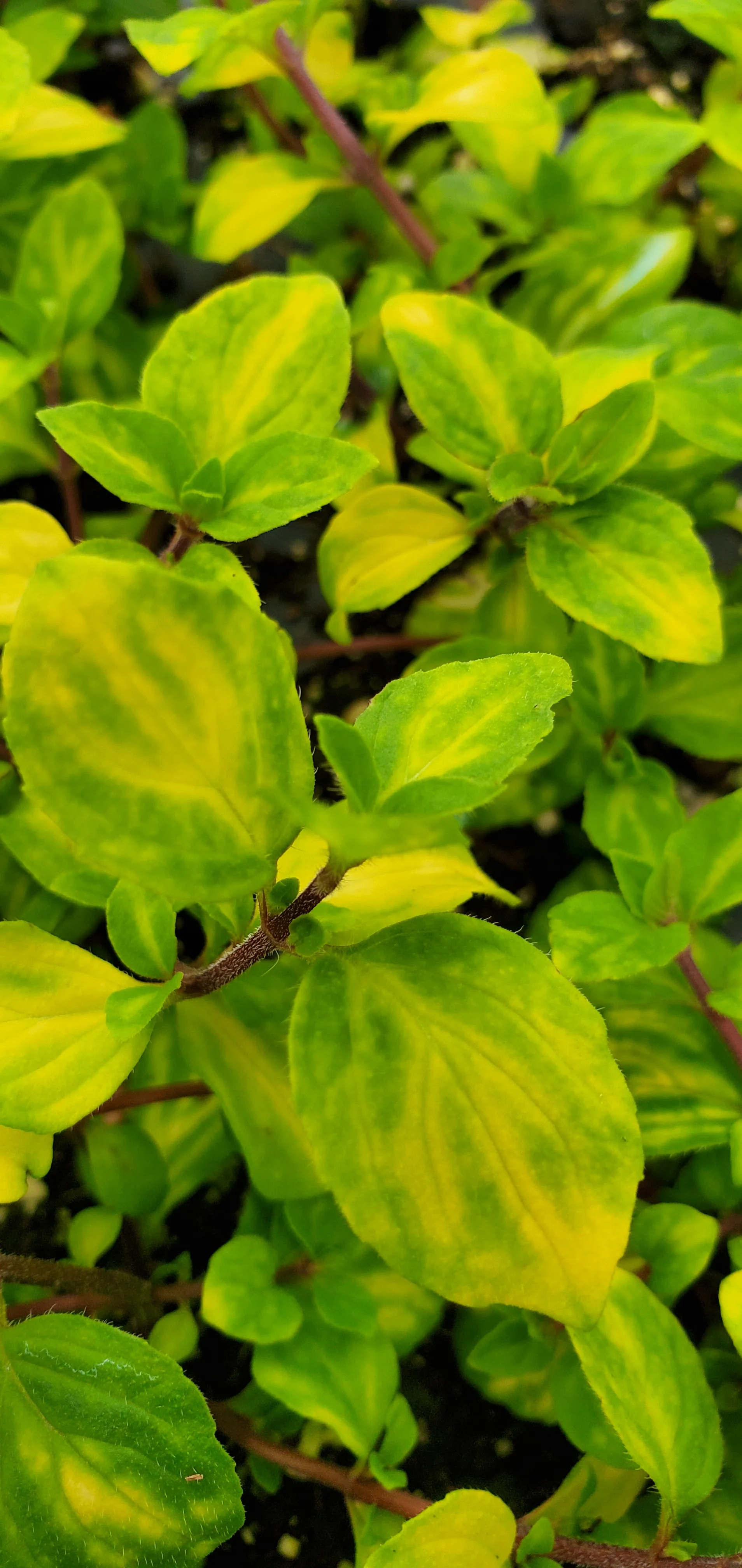 Mint Emerald and Gold - Image 3