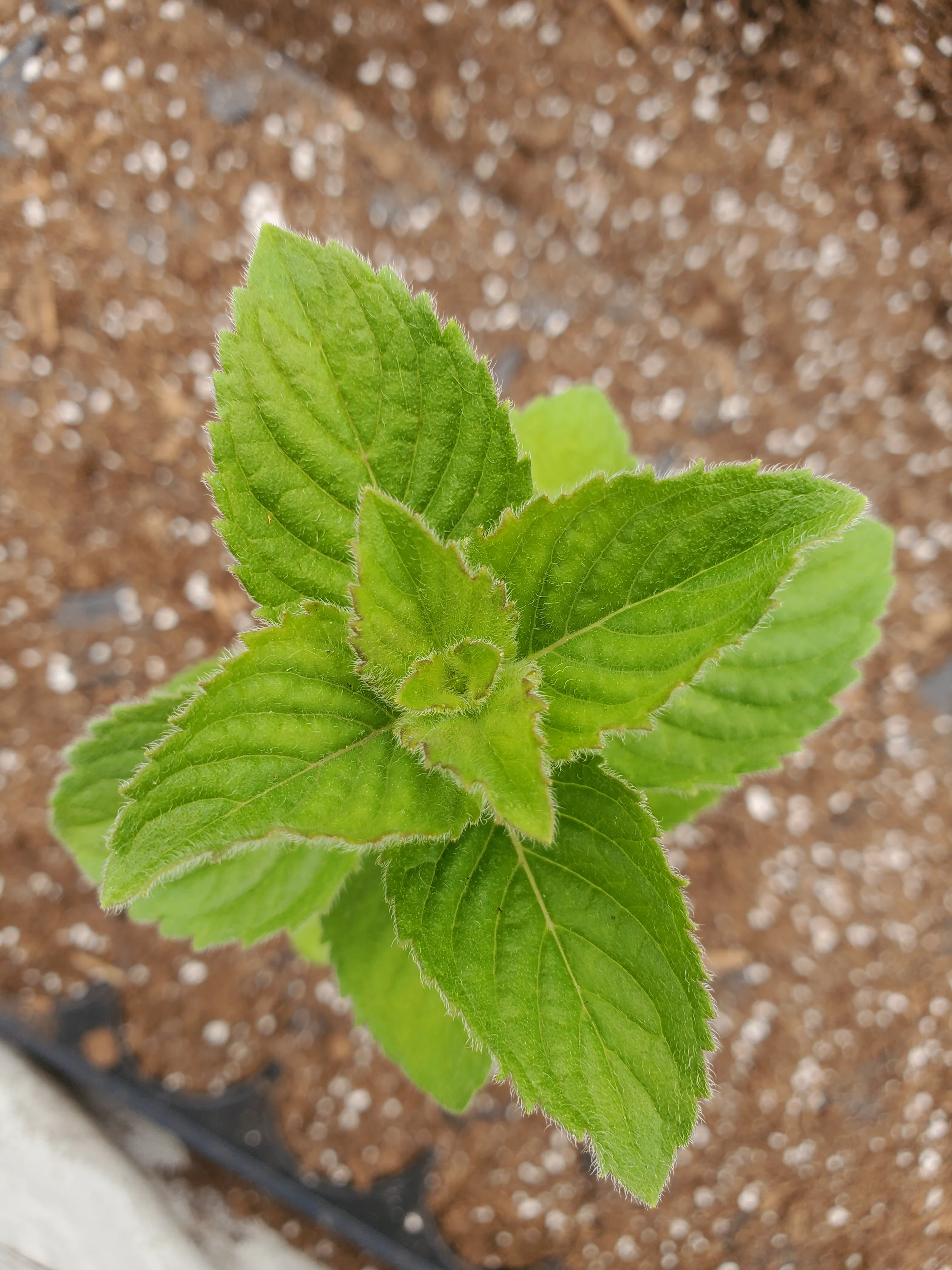 Fruit Mint