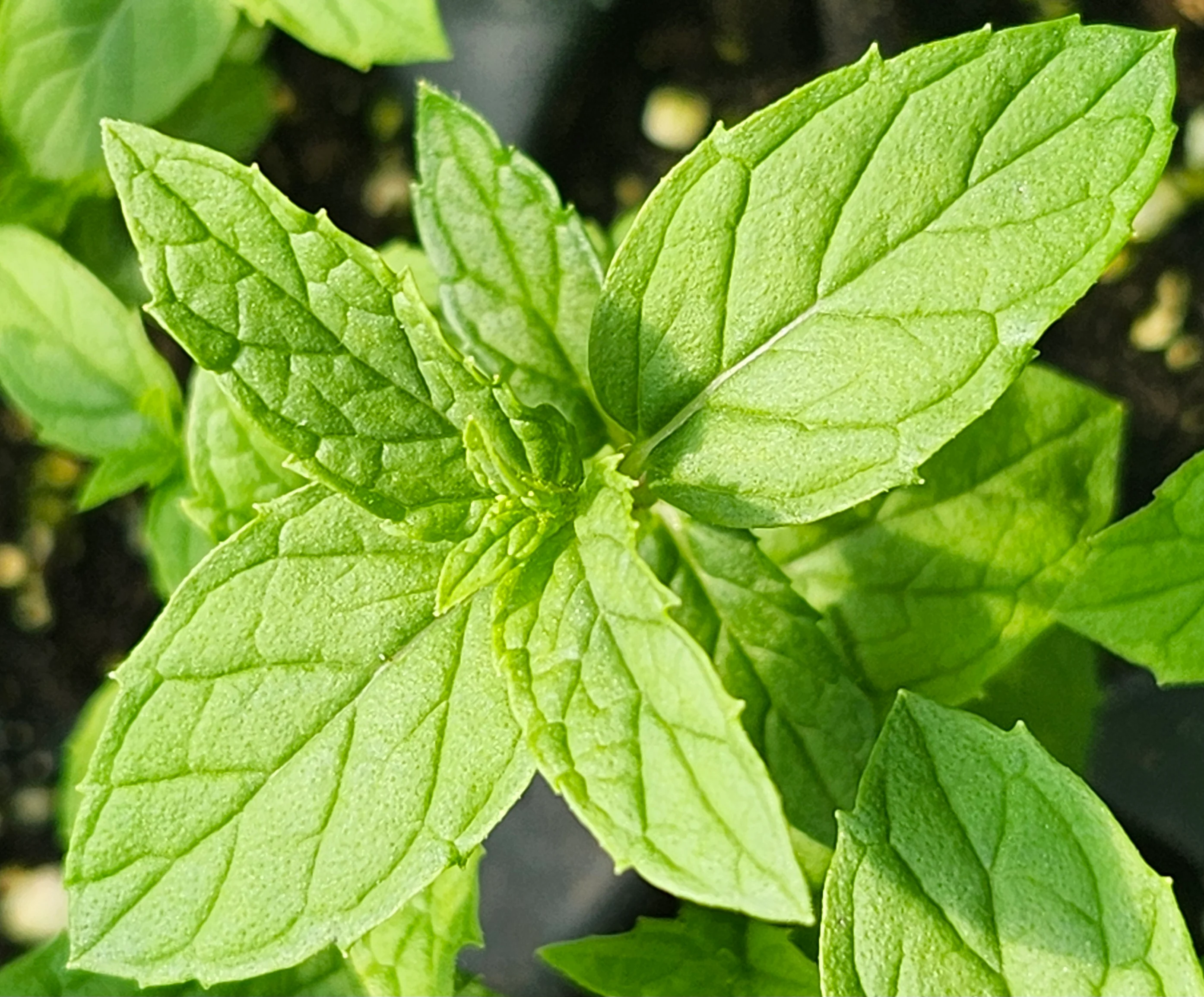 Mint Hazelnut - Image 2