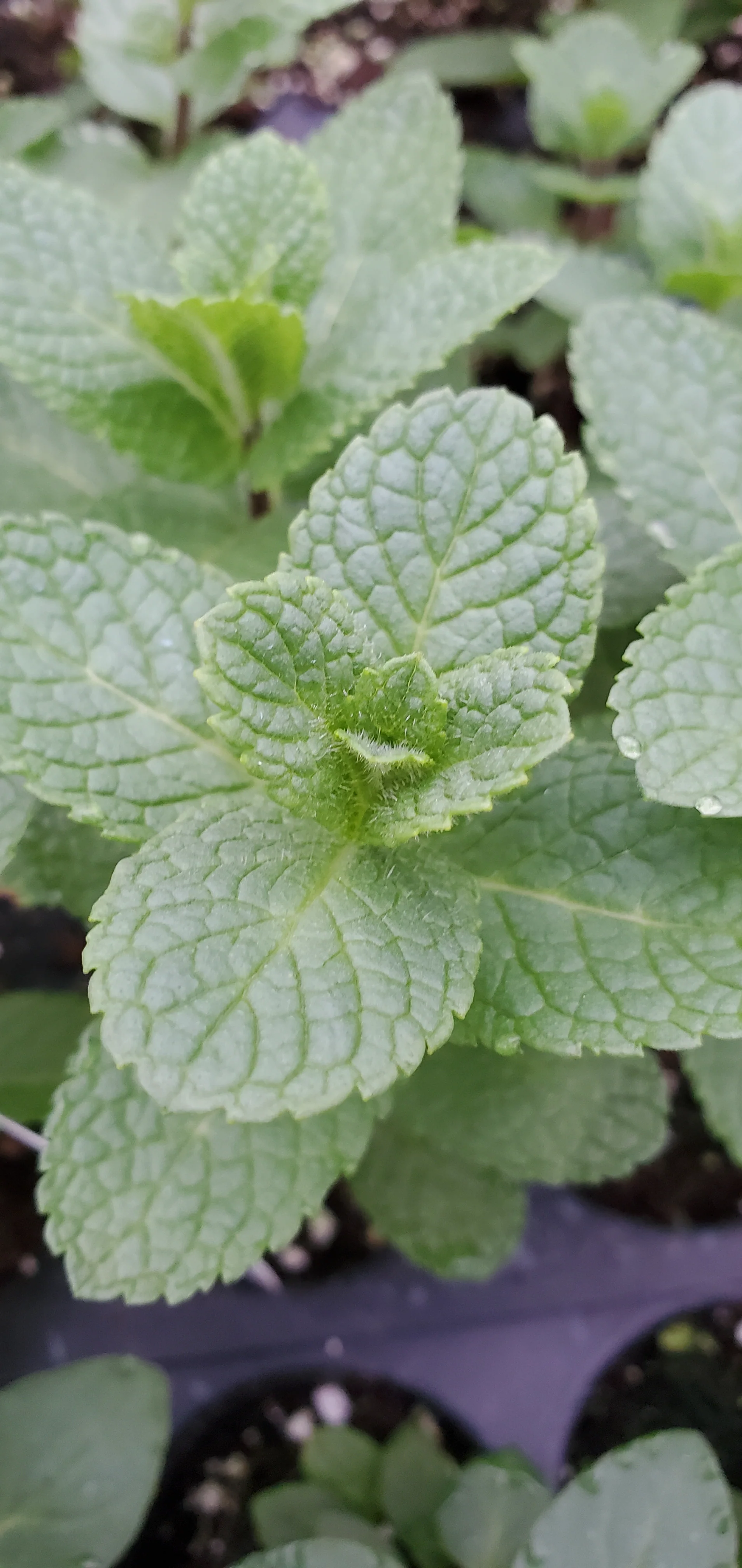 Mint Ingauno