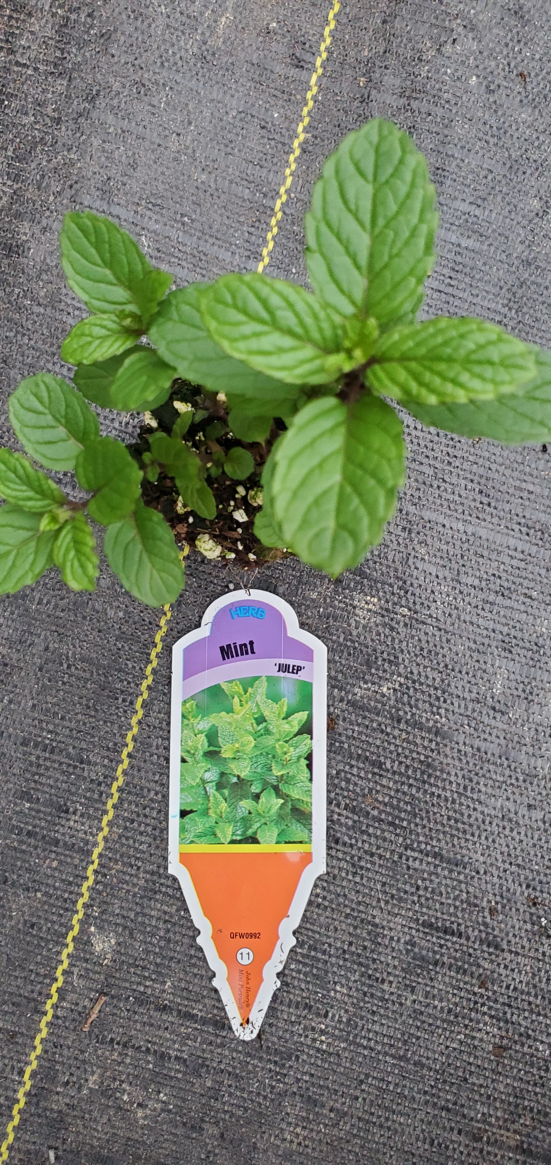 Mint Julep