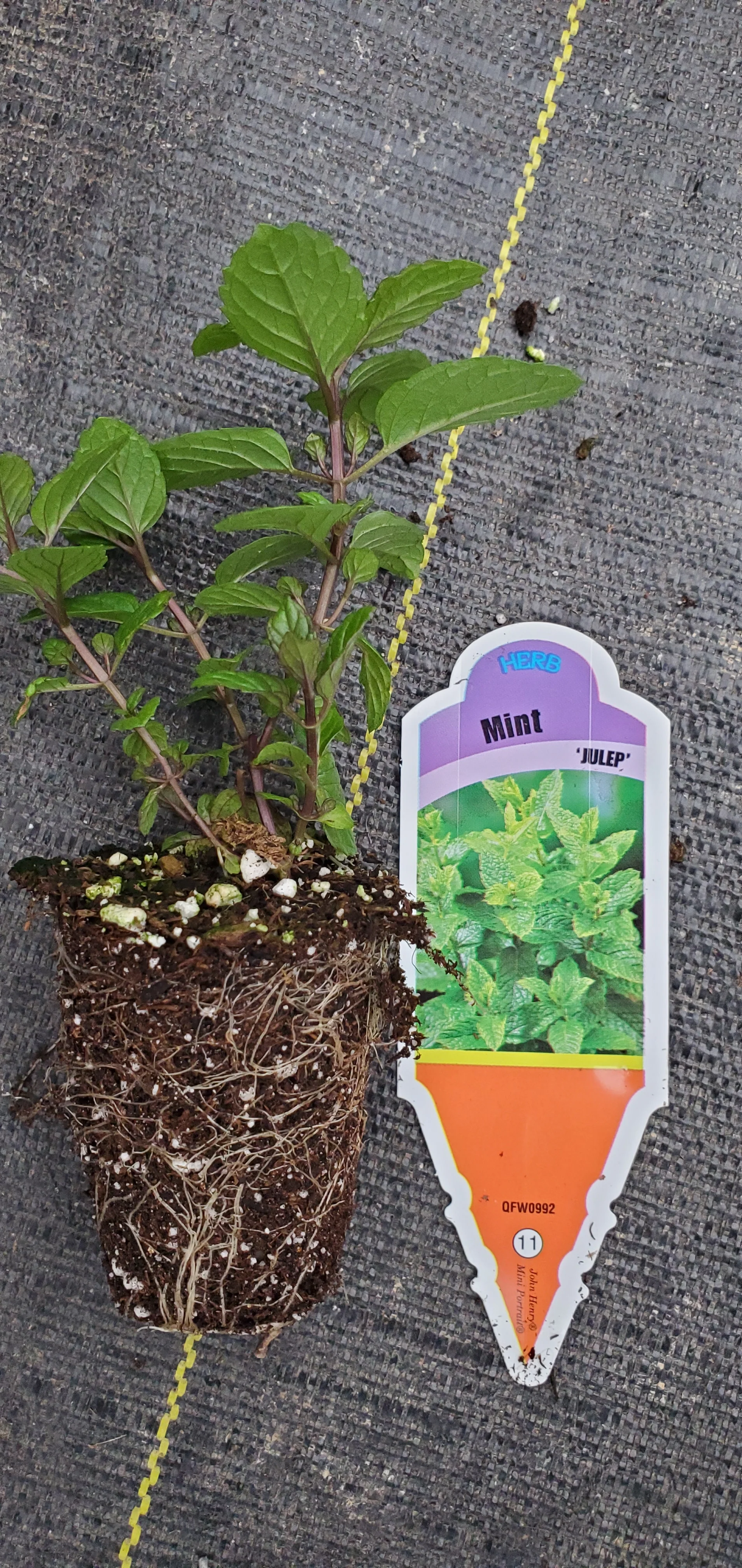 Mint Julep - Image 2
