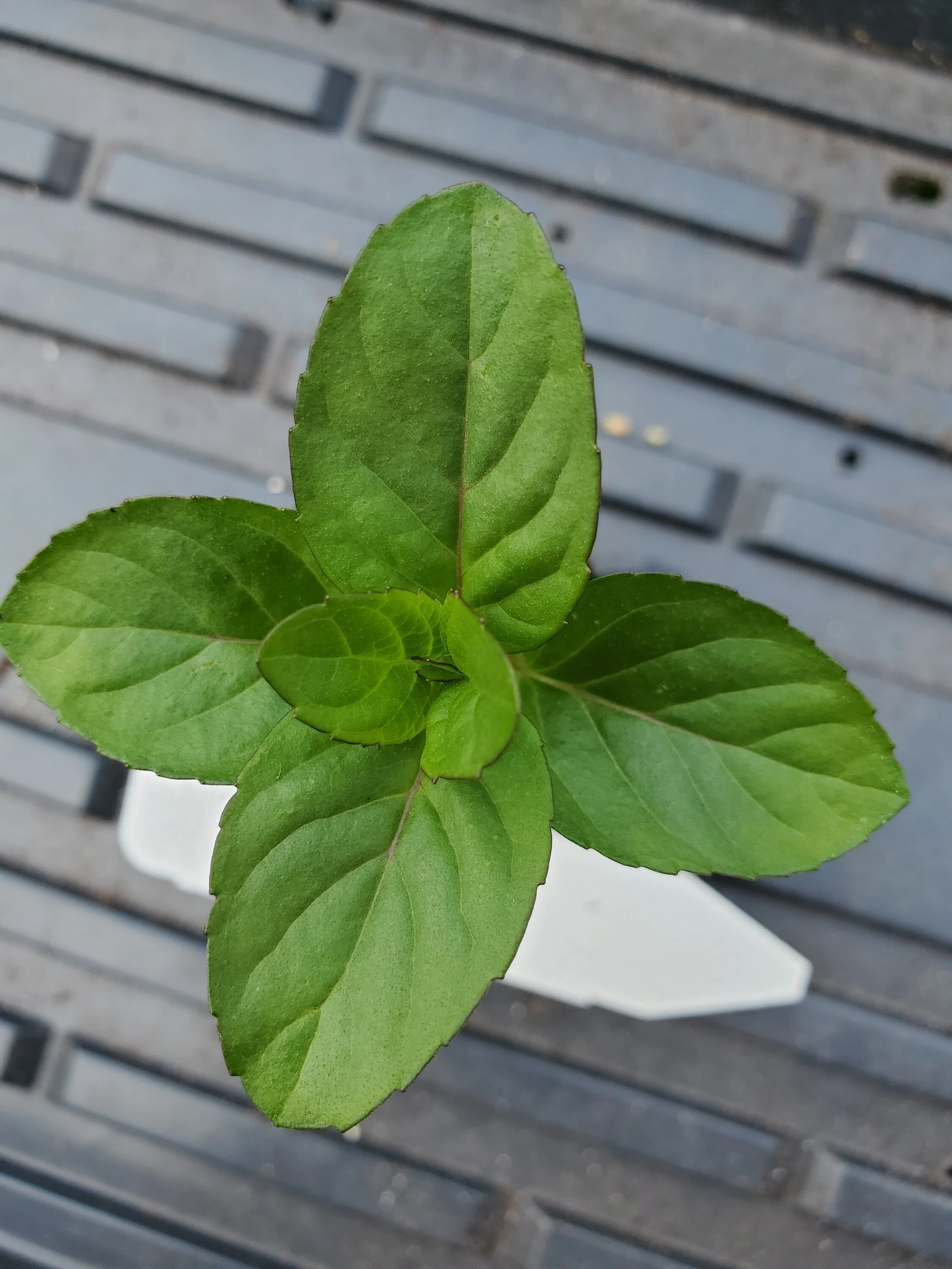 Mint 'Lavender'
