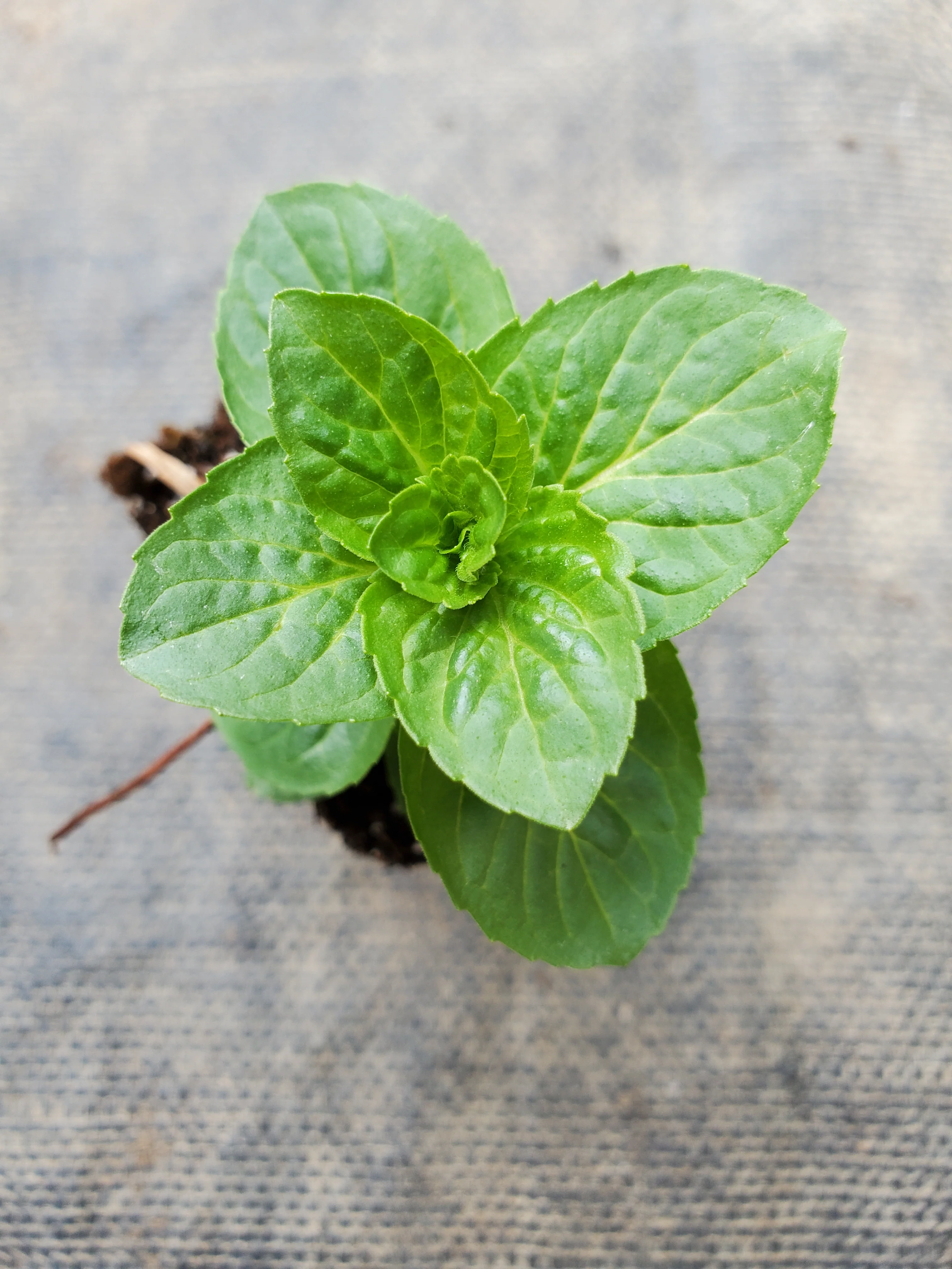 Mint Lemon Bergamot
