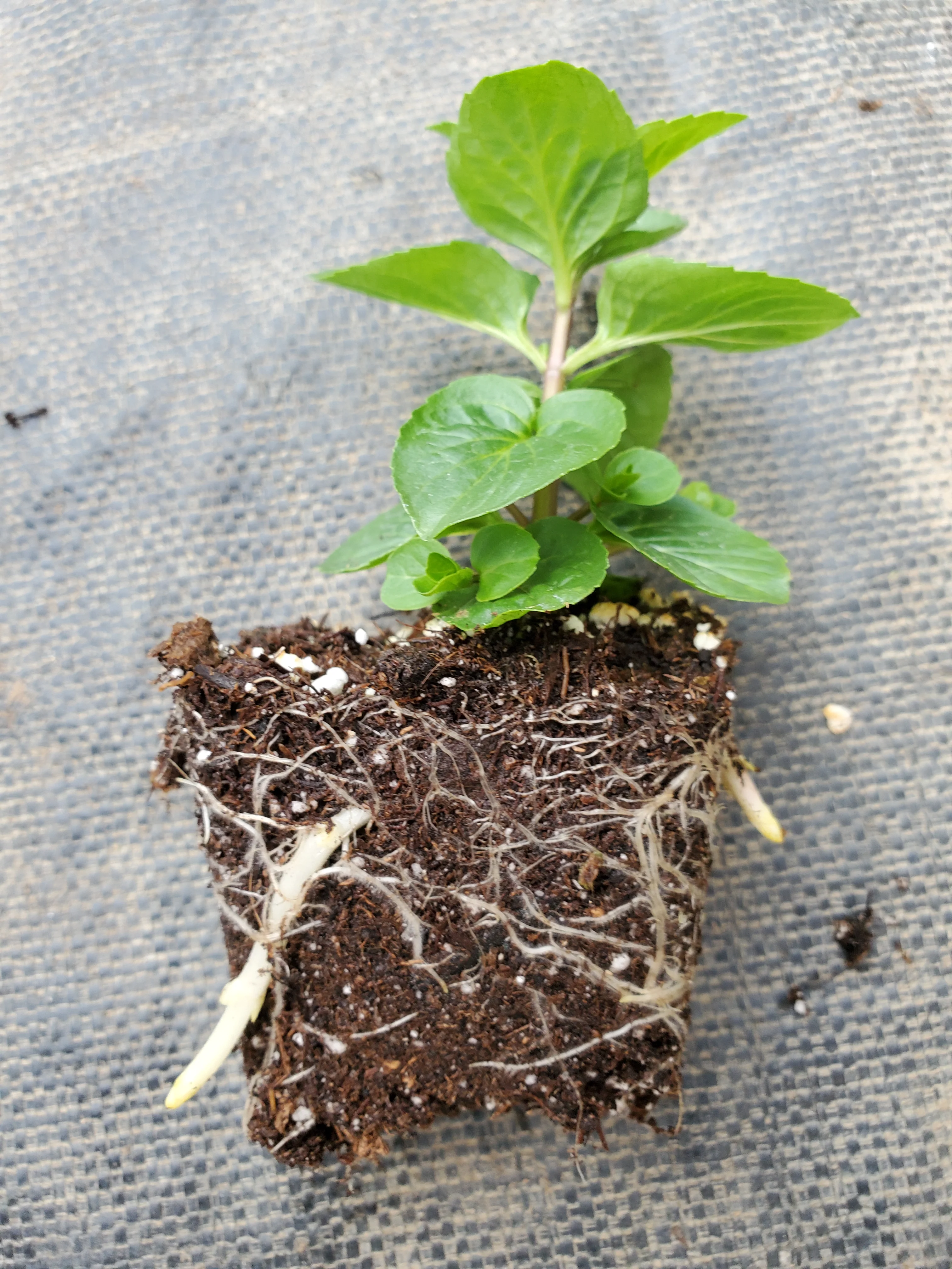 Mint Lemon Bergamot - Image 2