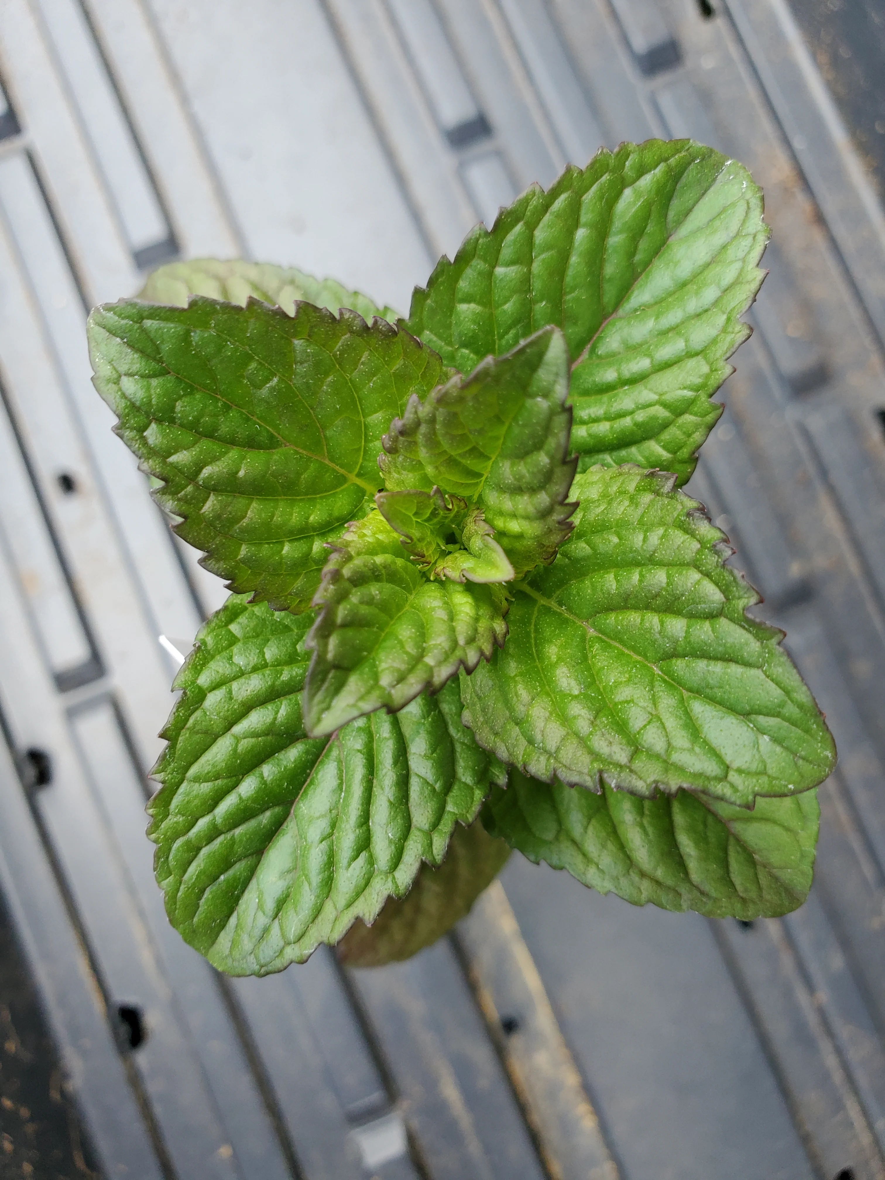 Mint Cocktail