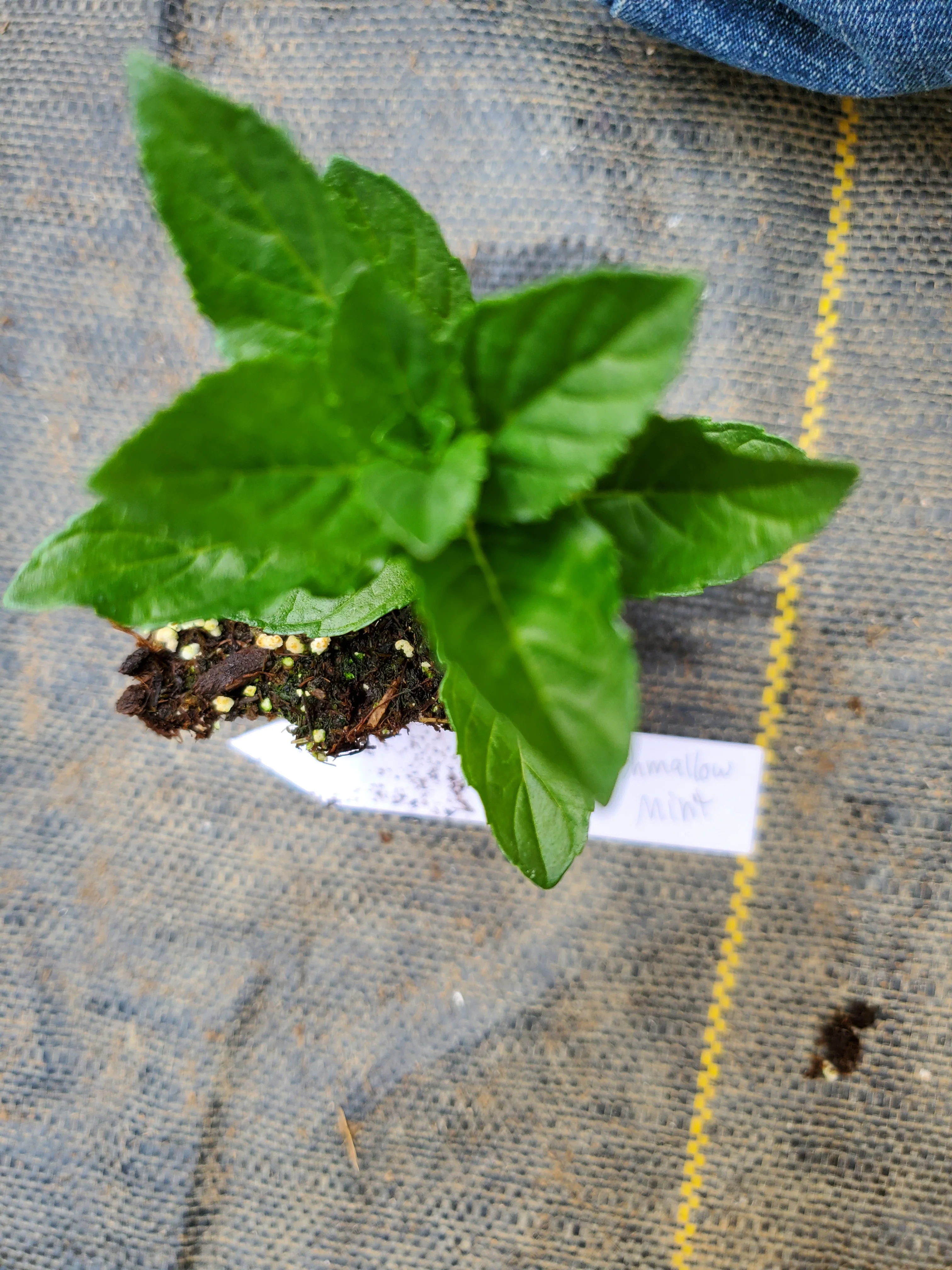 Mint Mallow