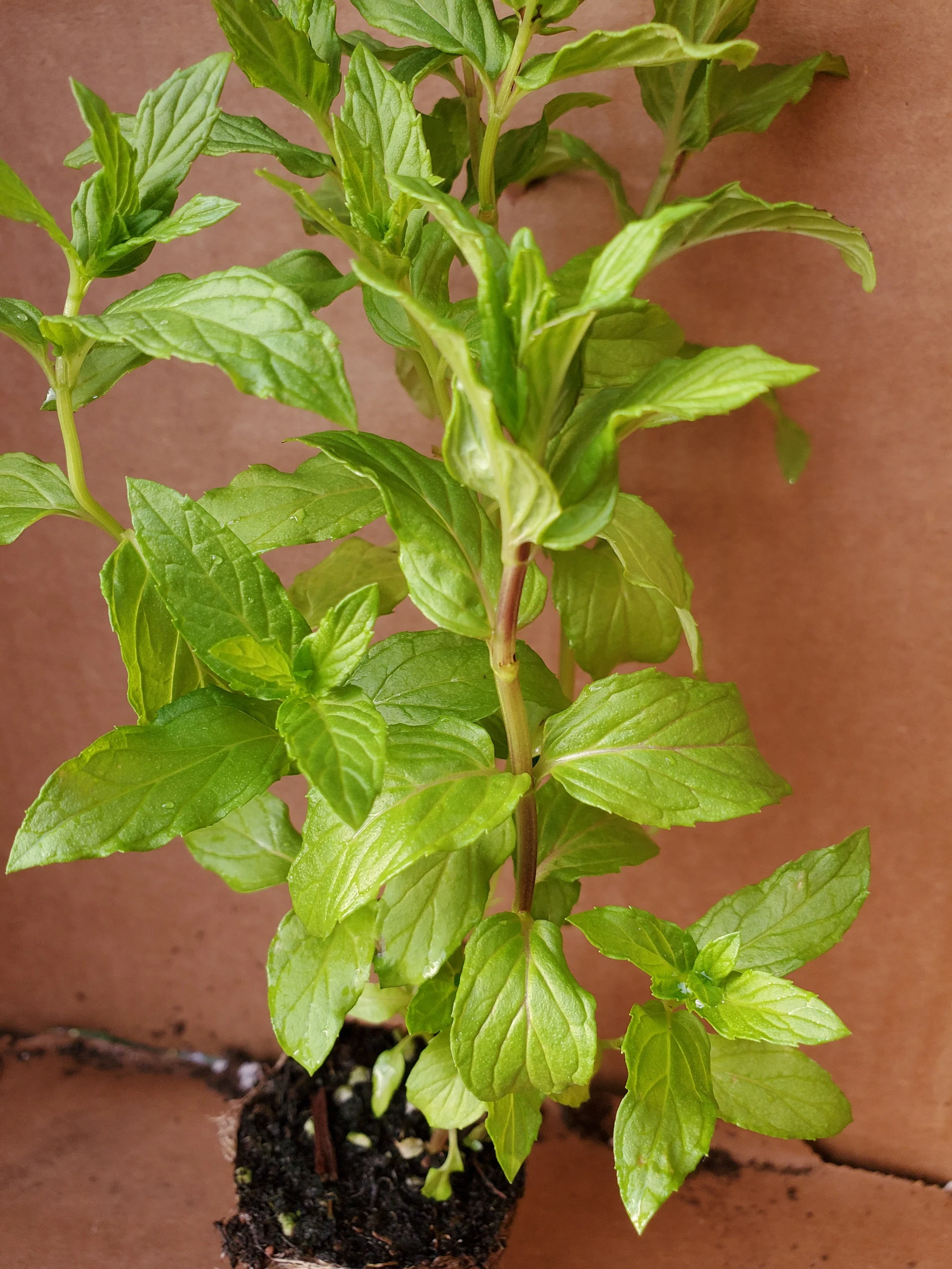 Herb Scent Mint