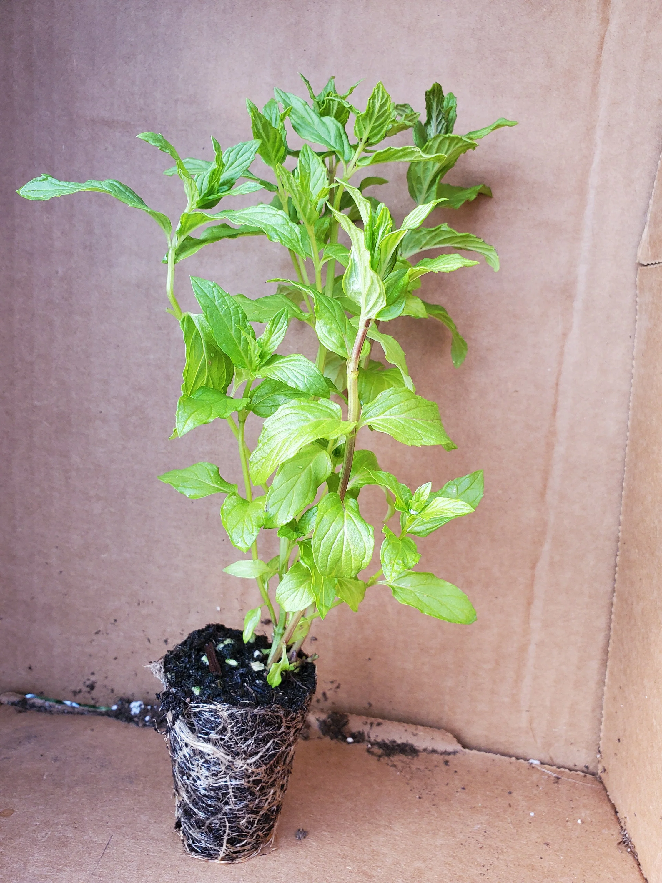 Herb Scent Mint - Image 2