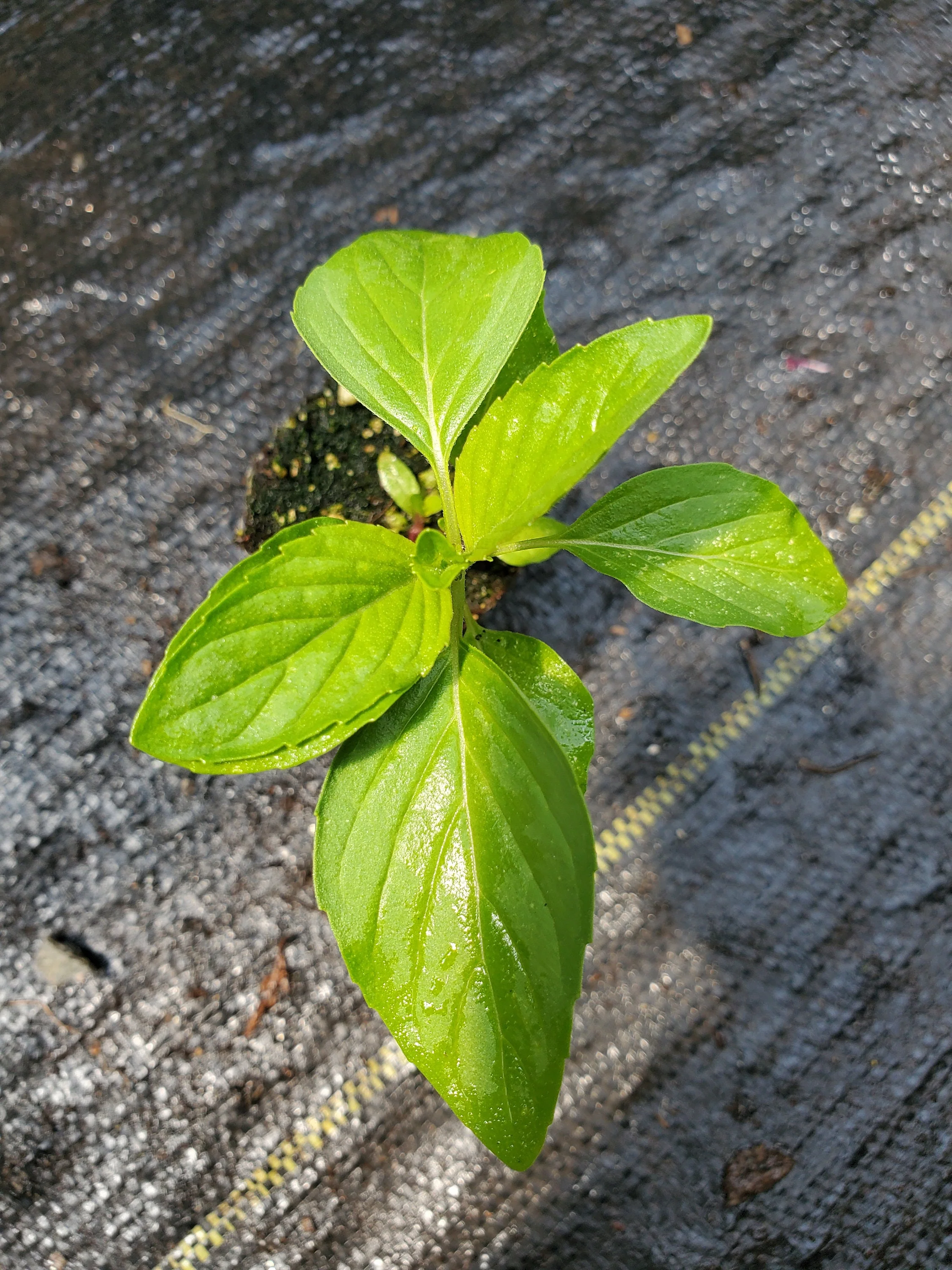 Mint Vietnamese