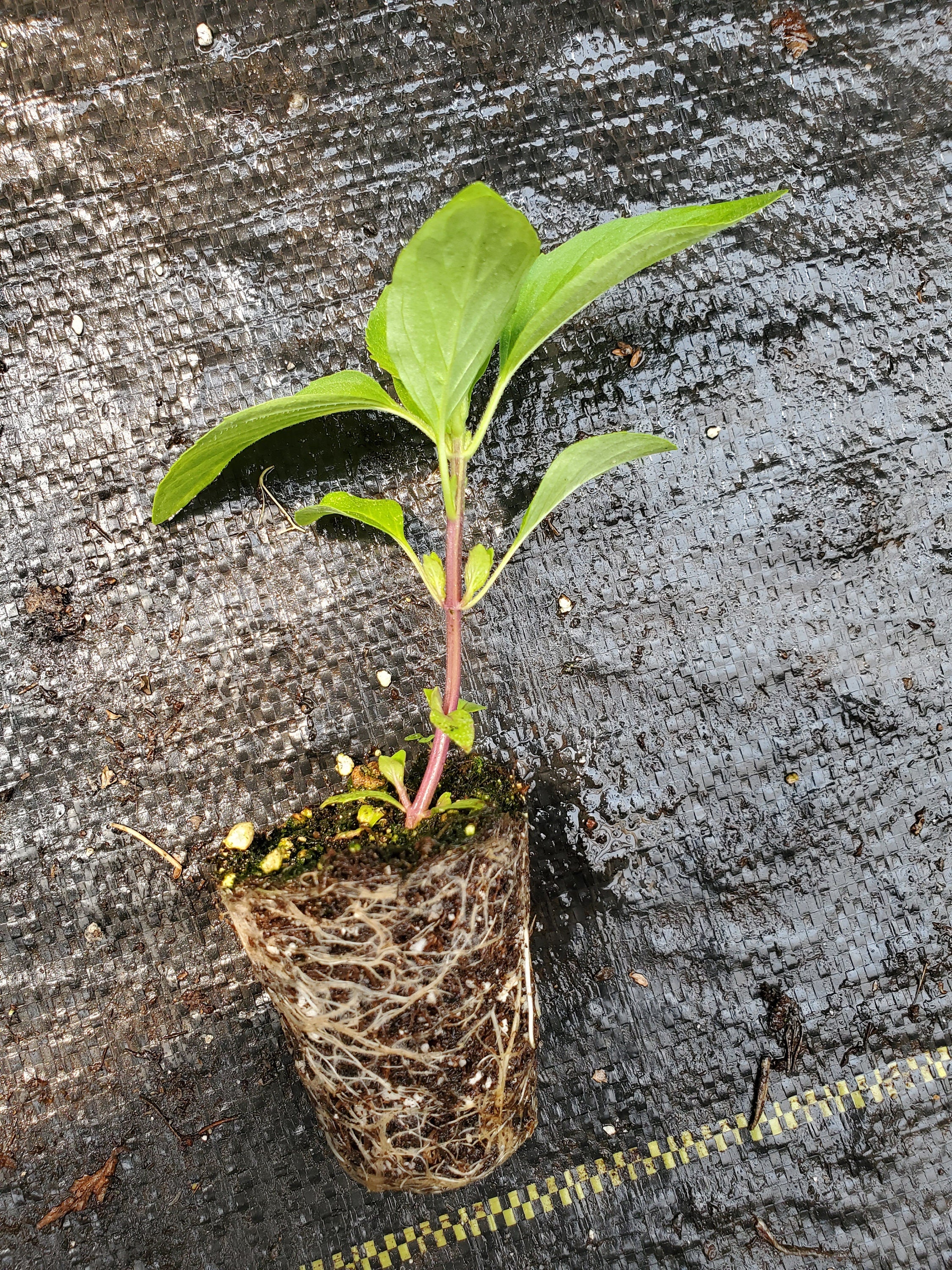 Mint Vietnamese - Image 2