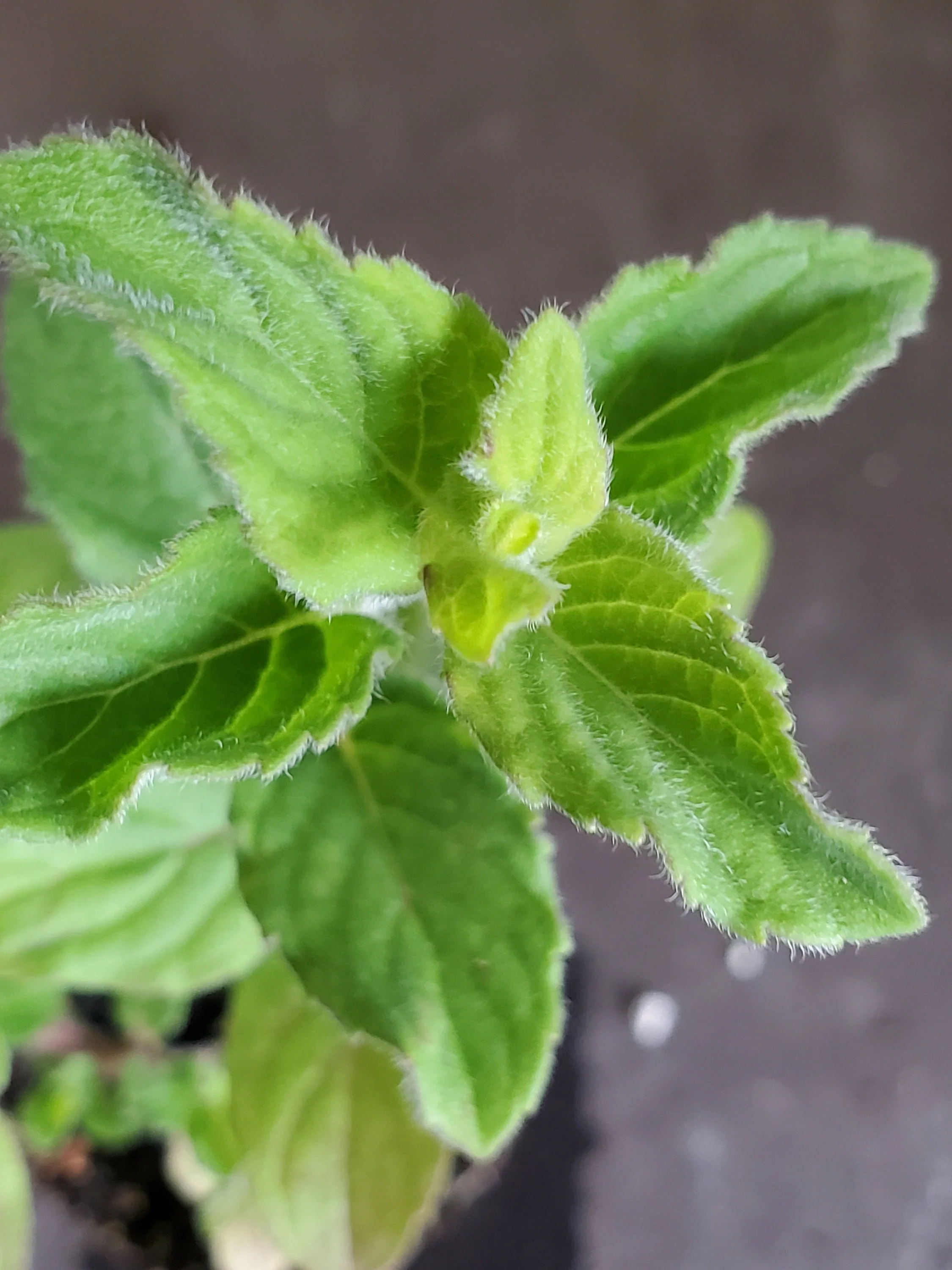 Mint Winter