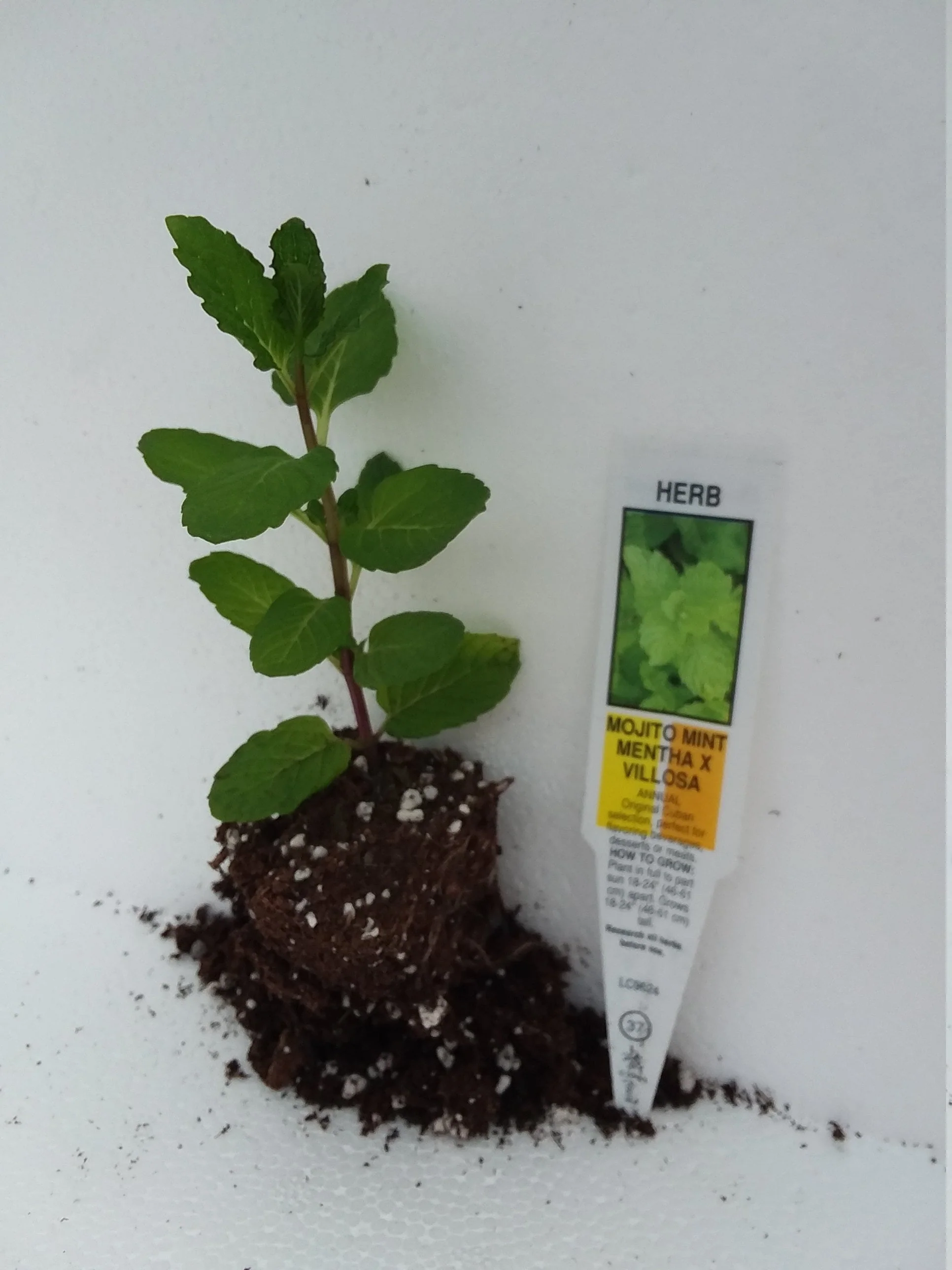 Mojito Mint - Image 2