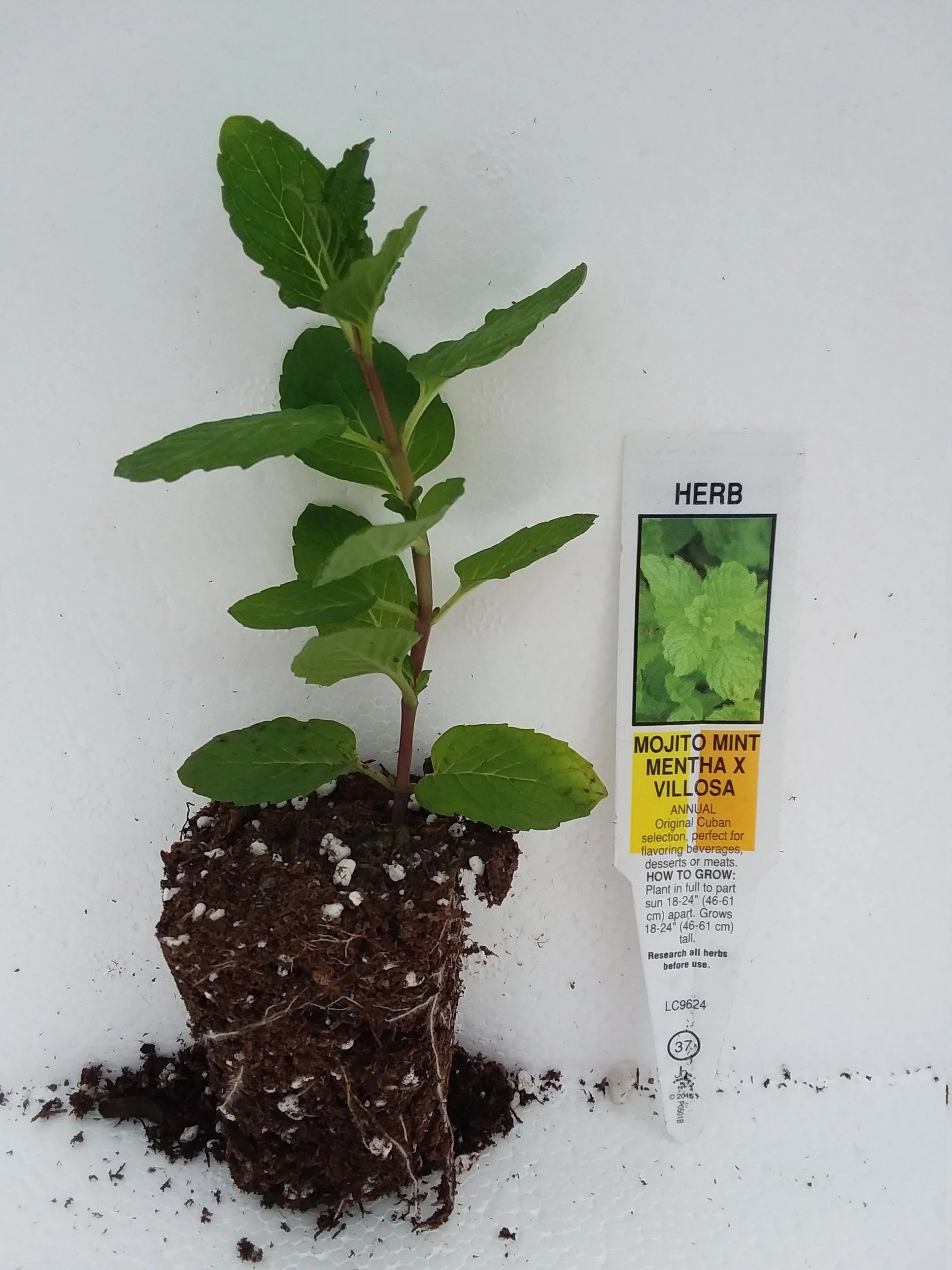 Mojito Mint - Image 3