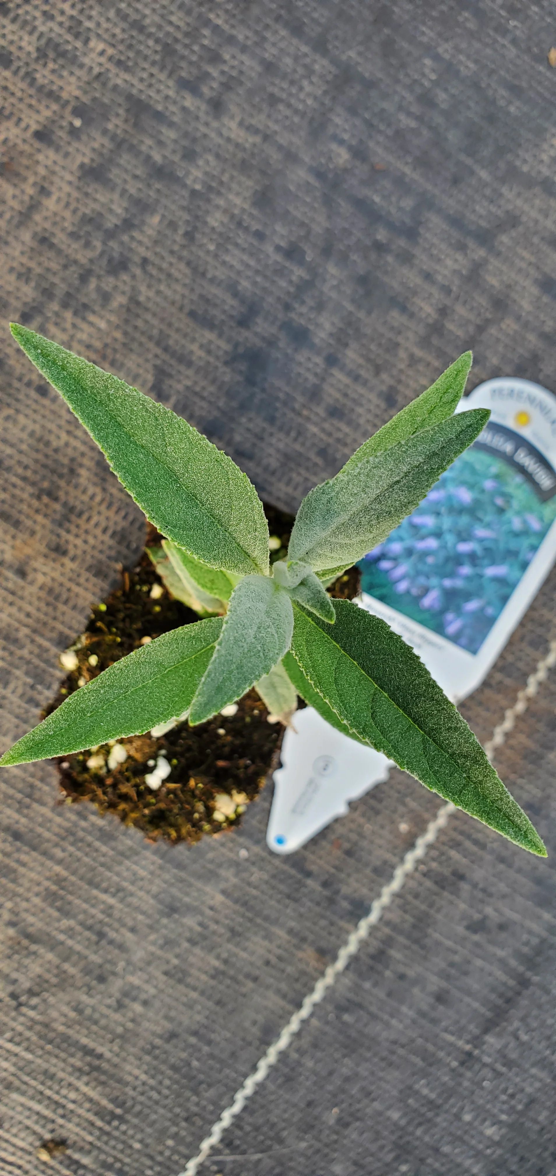 Monarch Glass Slippers Butterfly Bush Buddleia Davidii - Image 2