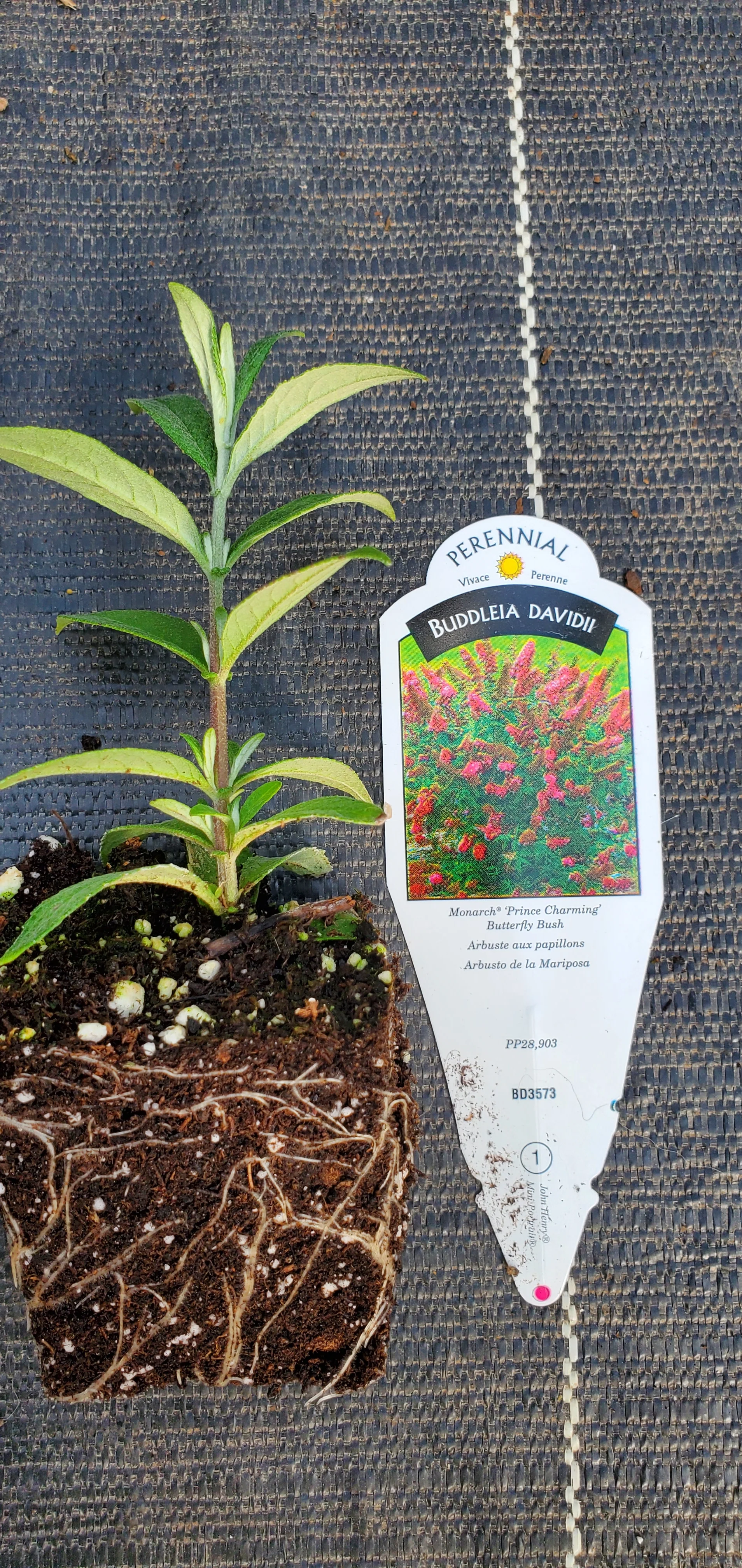 Monarch Prince Charming Butterfly Bush Buddleia Davidii - Image 2