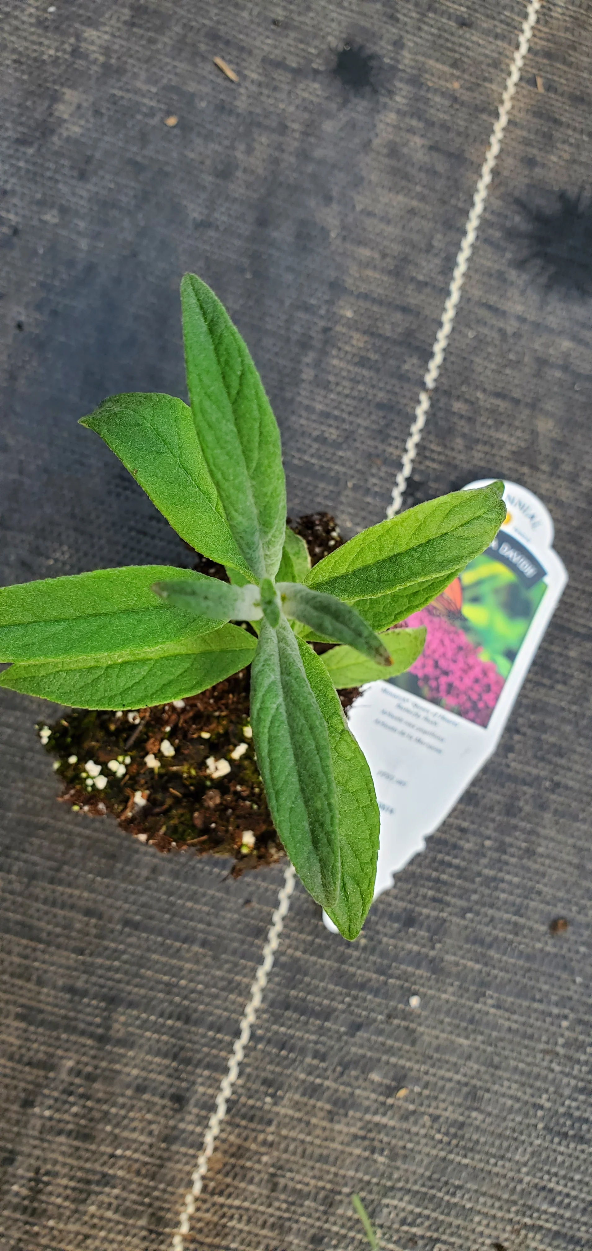 Monarch Queen of Hearts Butterfly Bush Buddleia Davidii - Image 2