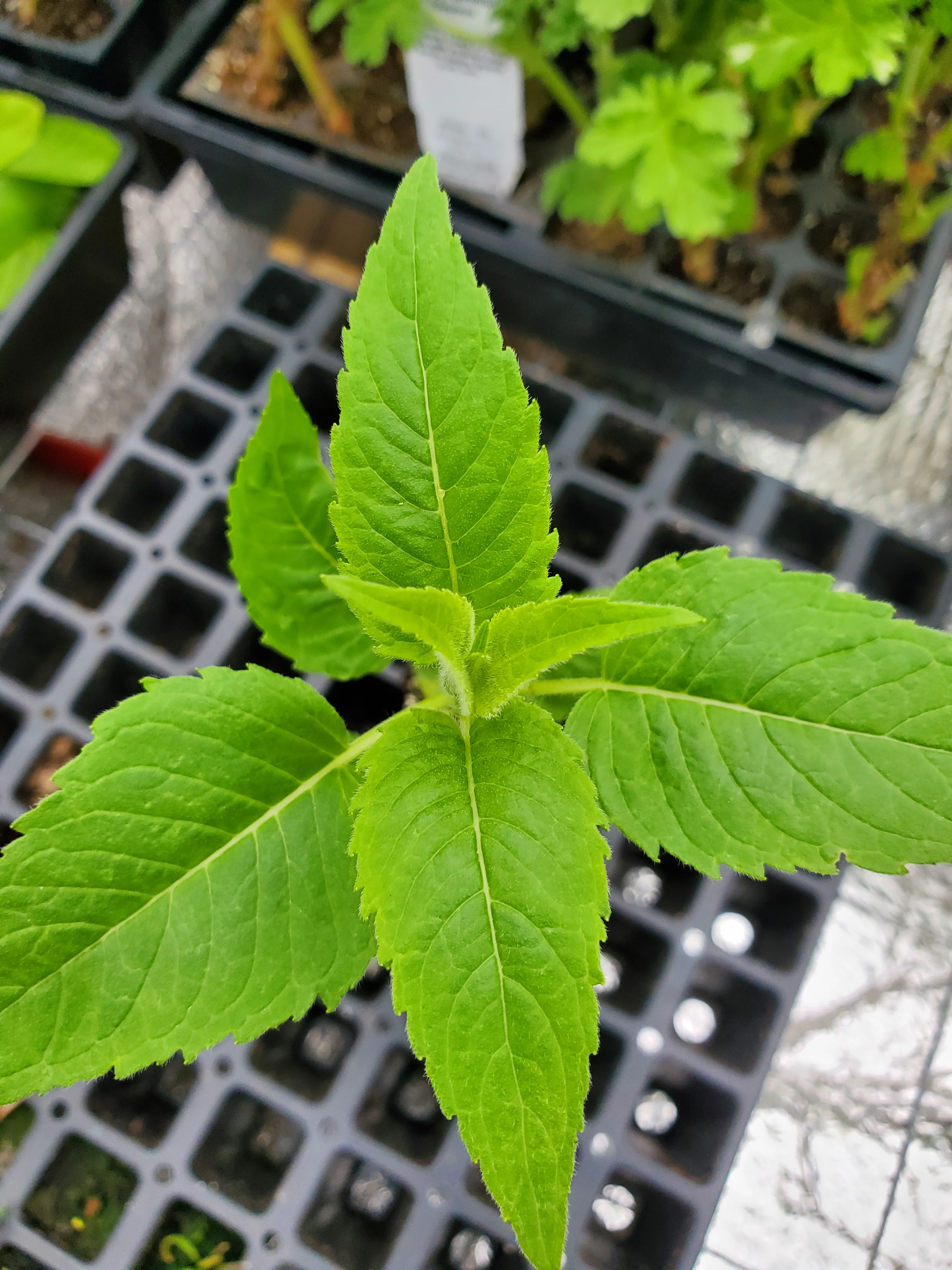 Monarda Blue Stocking