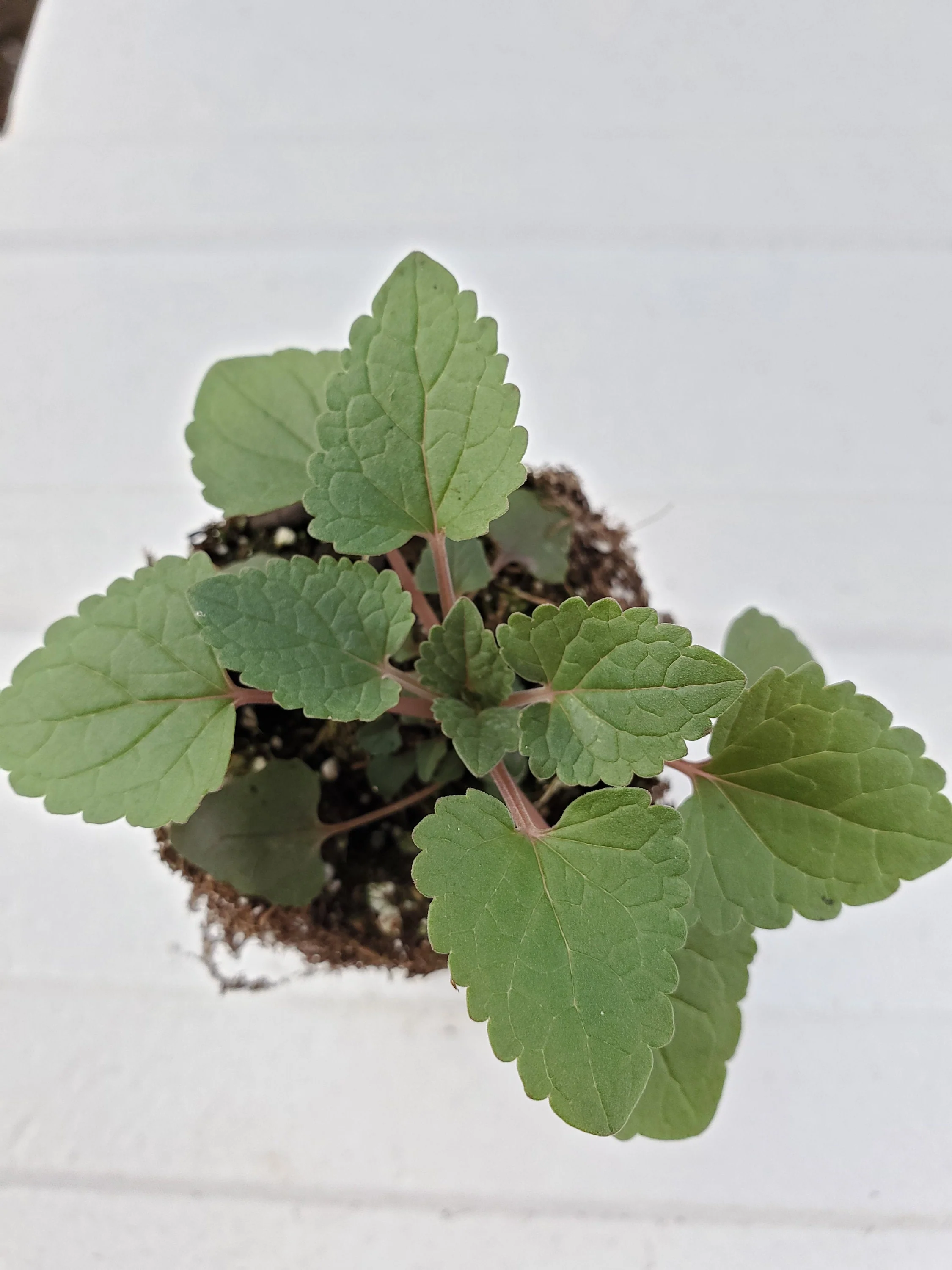 Monarda Didyma Panorama Red Shades