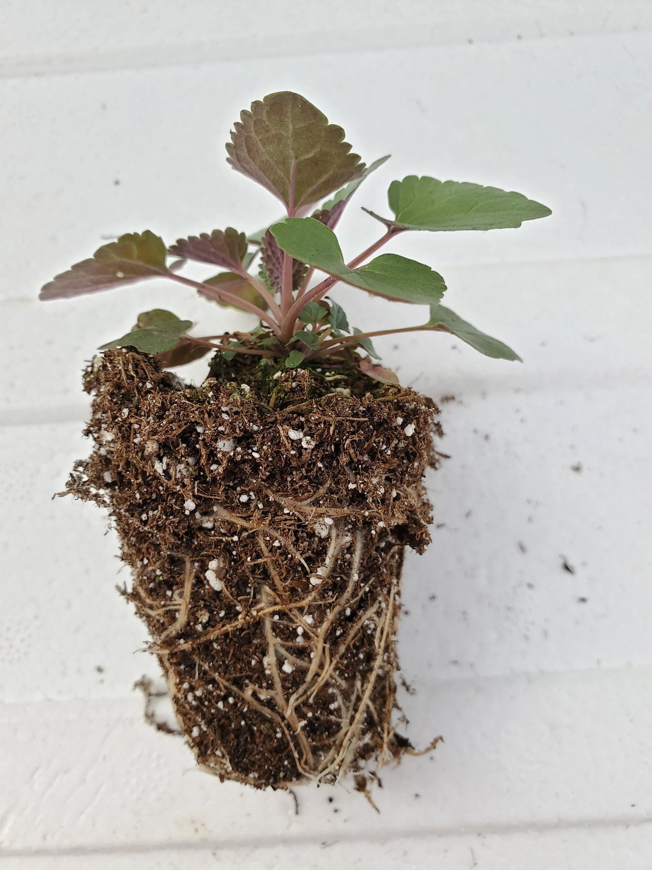 Monarda Didyma Panorama Red Shades - Image 2