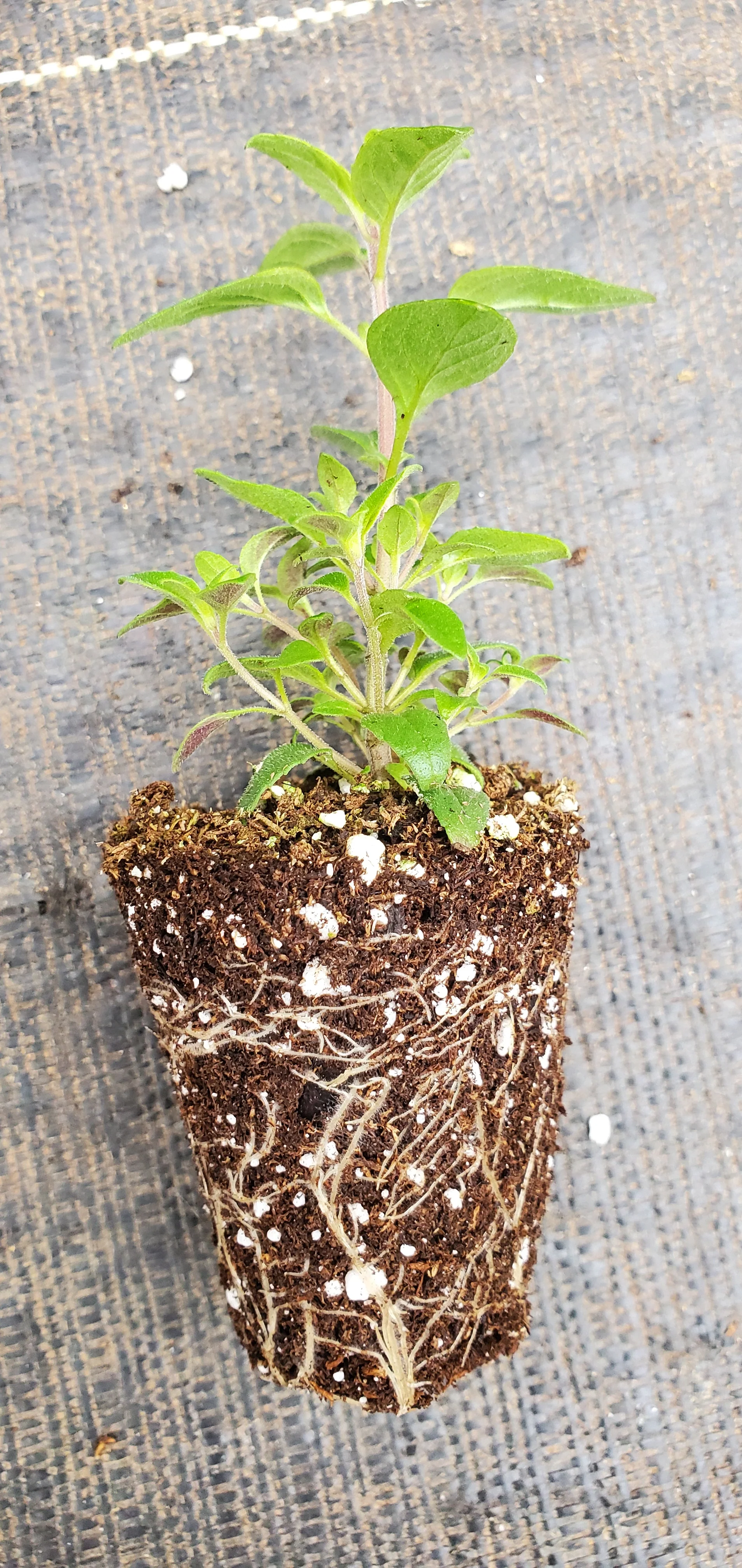 Monardella Purpurea - Image 2