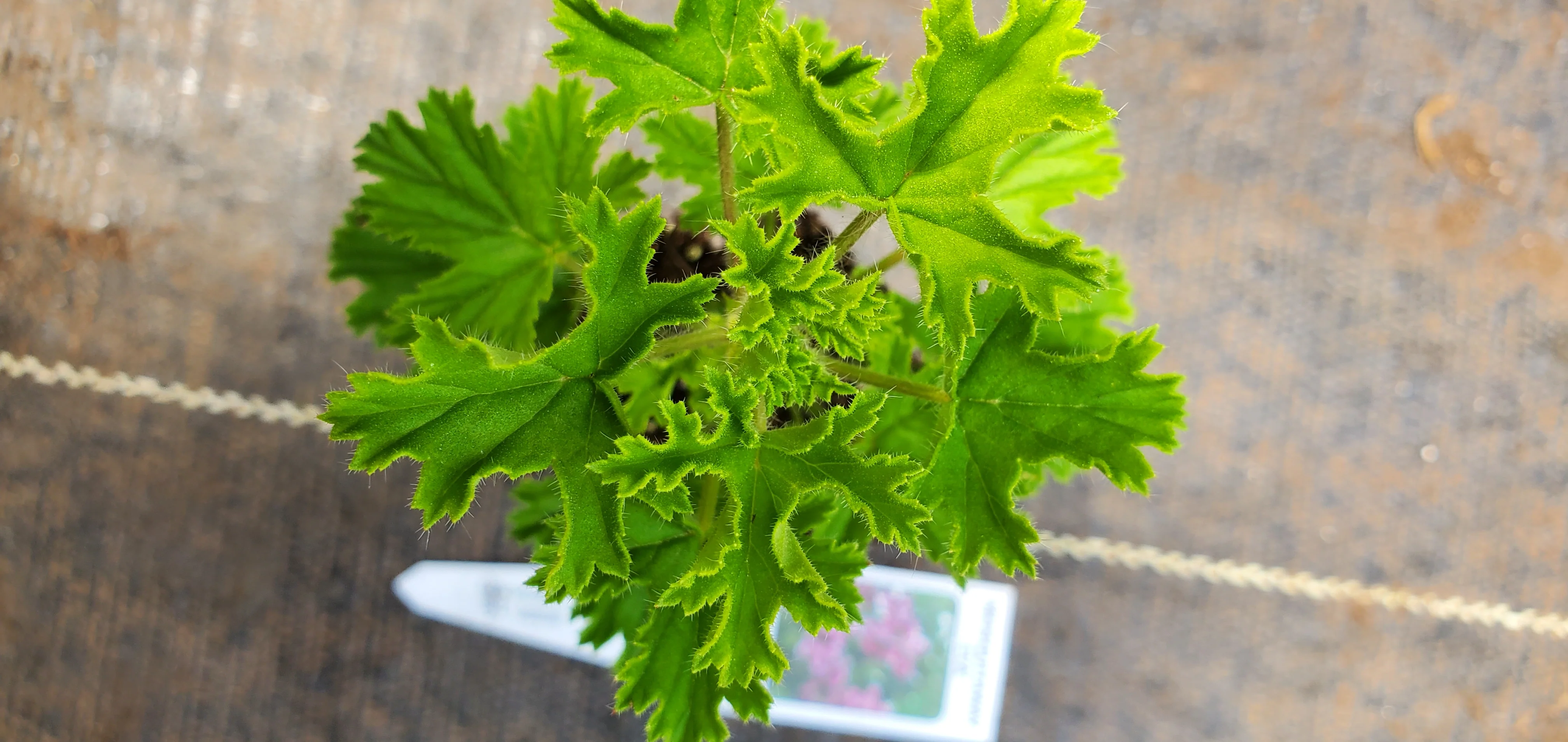 MosquitoAway Eva Scented Geranium - Image 2